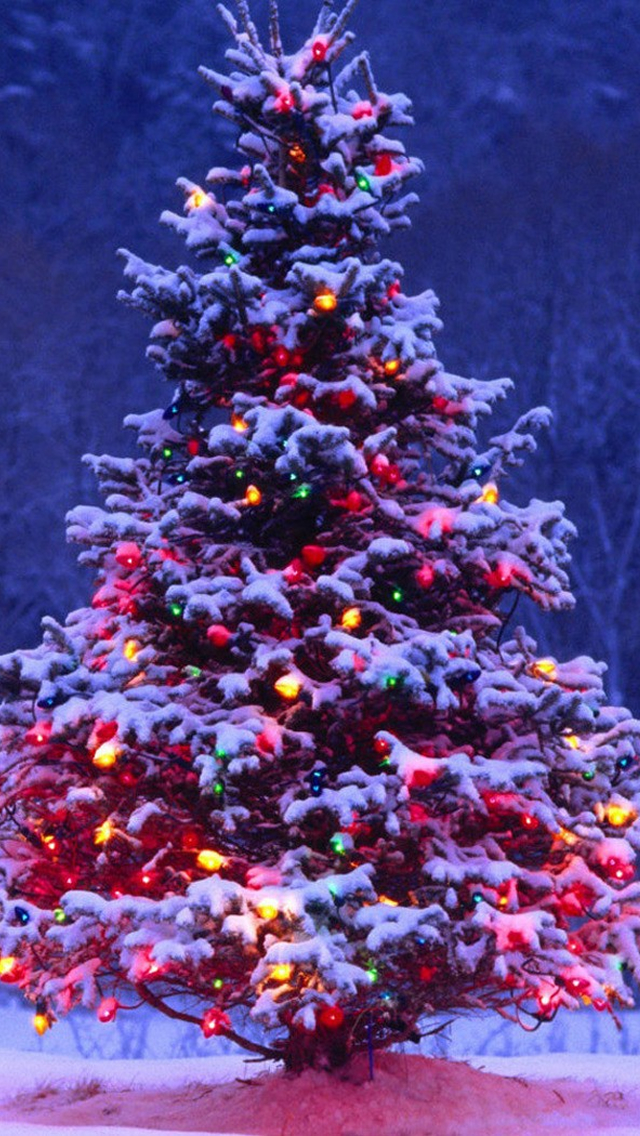 christmas wallpaper,christmas tree,colorado spruce,christmas decoration,tree,christmas