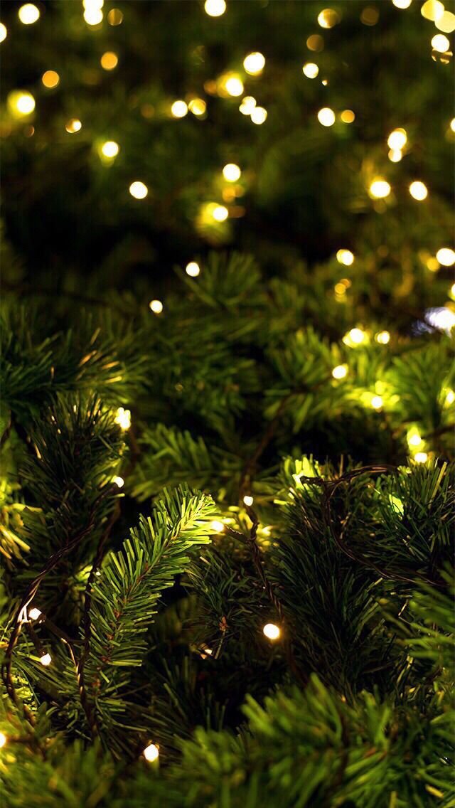 fond d'écran de noël,arbre,sapin de noël,décoration de noël,décoration de noël,à feuilles persistantes