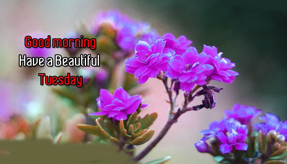 good morning wallpaper,flower,petal,plant,flowering plant,purple