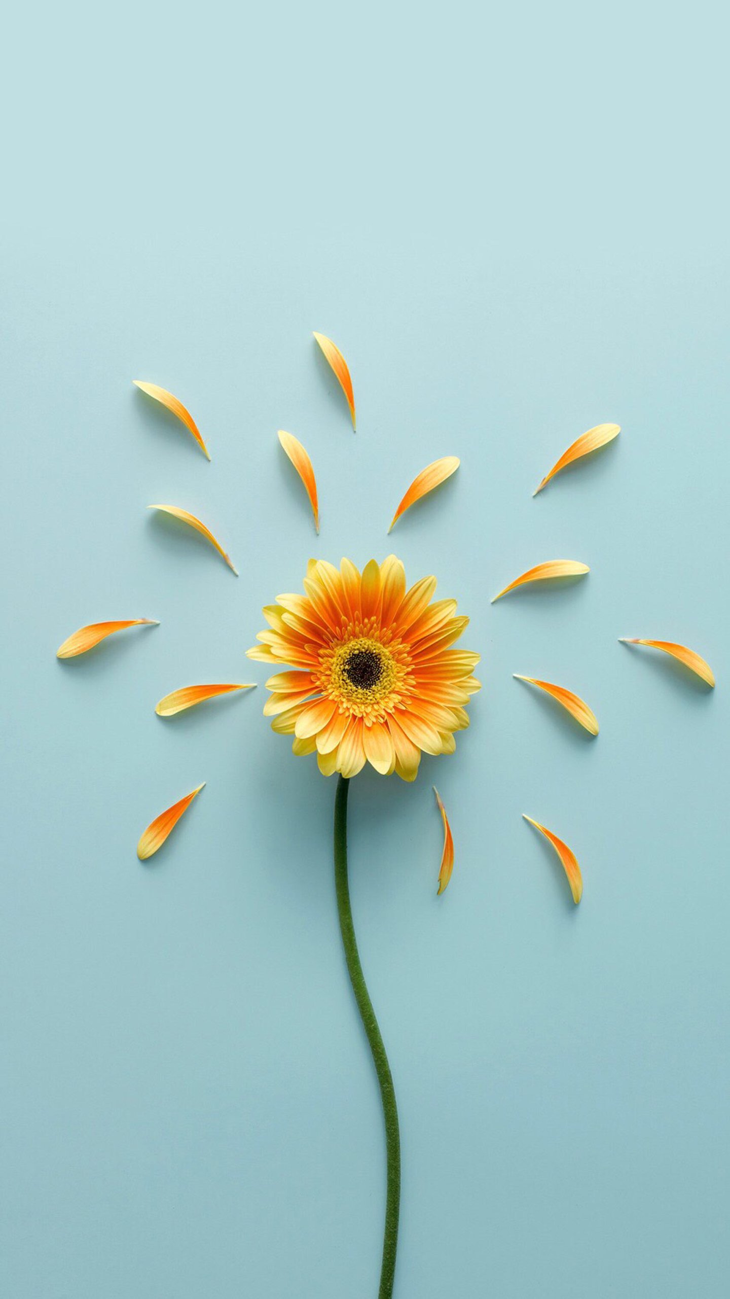 good morning wallpaper,sunflower,flower,yellow,gerbera,text