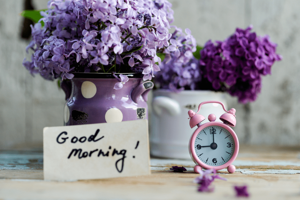 good morning wallpaper,lavender,purple,lilac,violet,flower