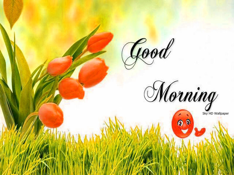 good morning wallpaper,grass,grass family,plant,tulip,font