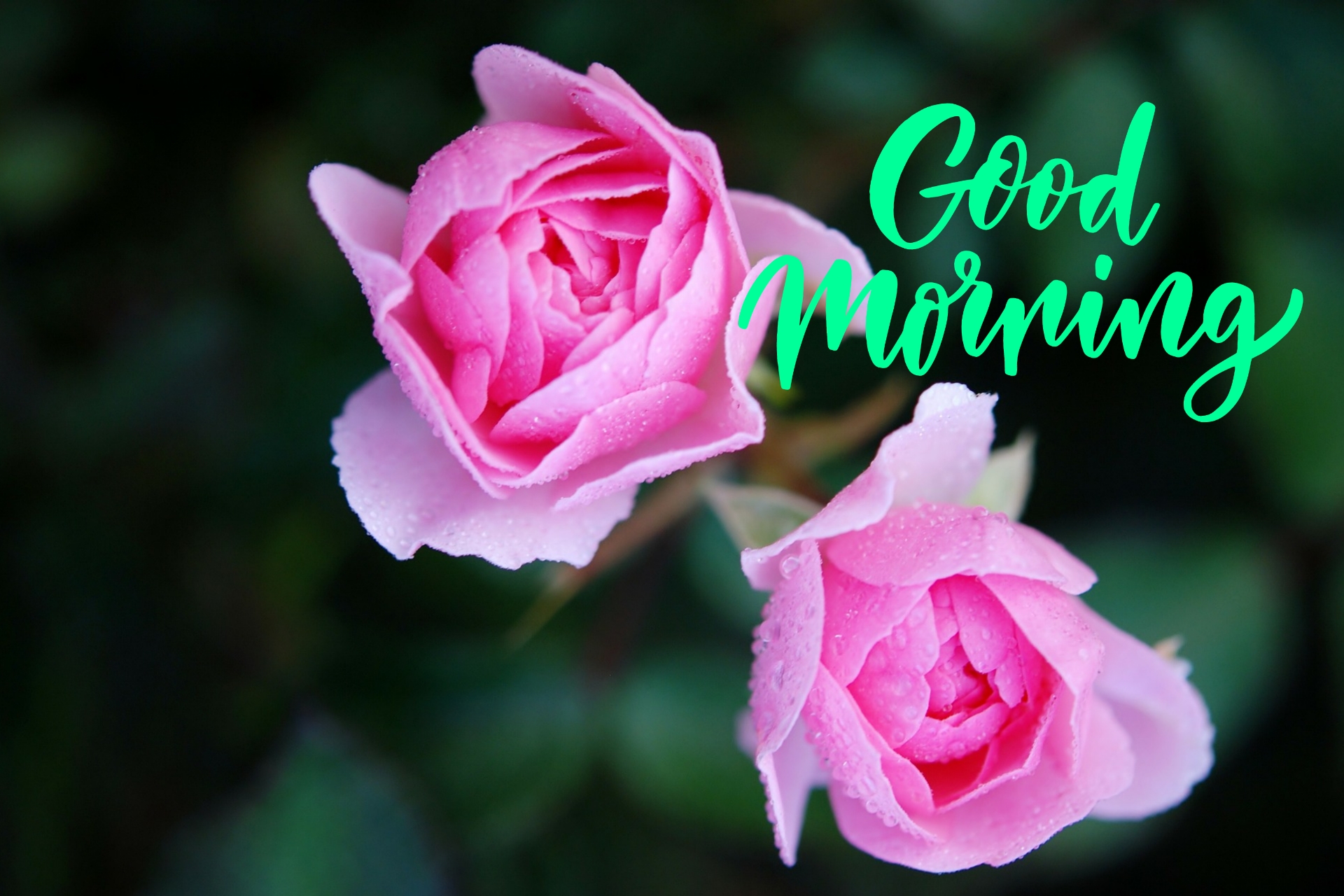 good morning wallpaper,flower,flowering plant,garden roses,pink,rose