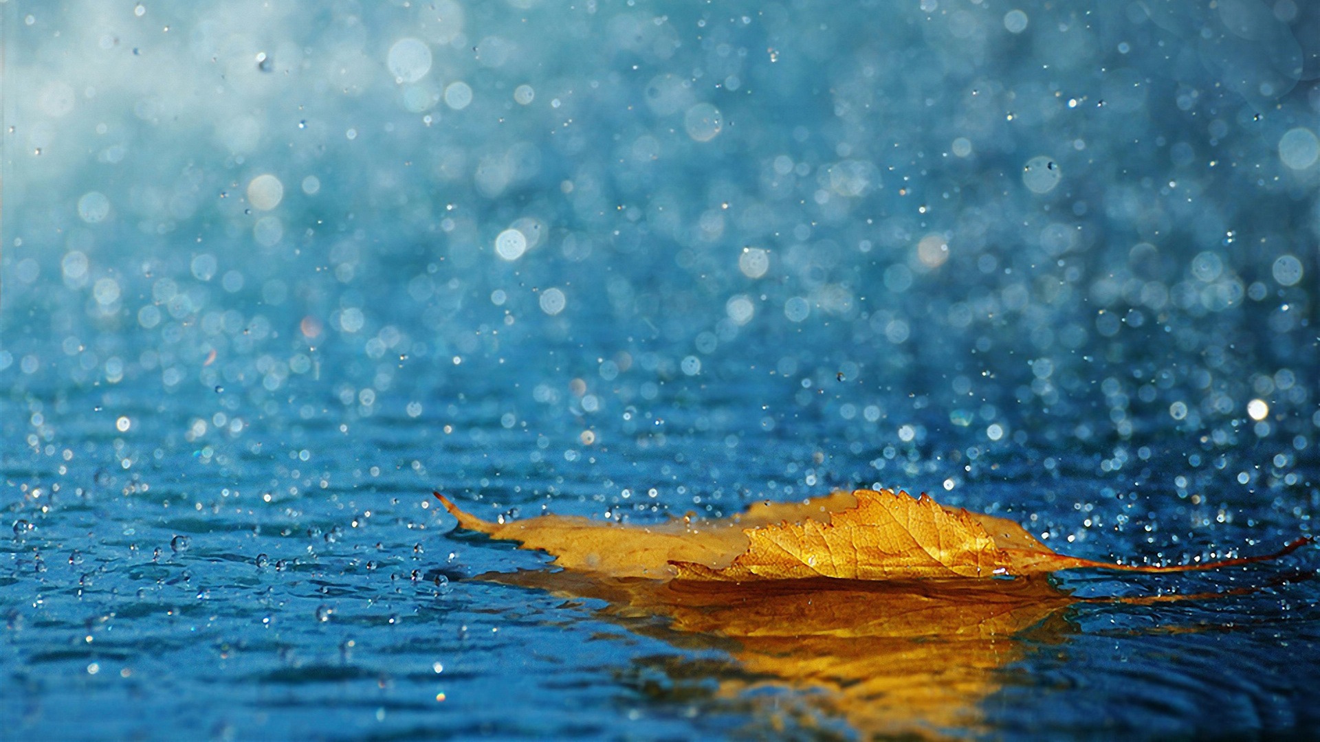 sfondo hd,acqua,foglia,cielo,blu,paesaggio naturale