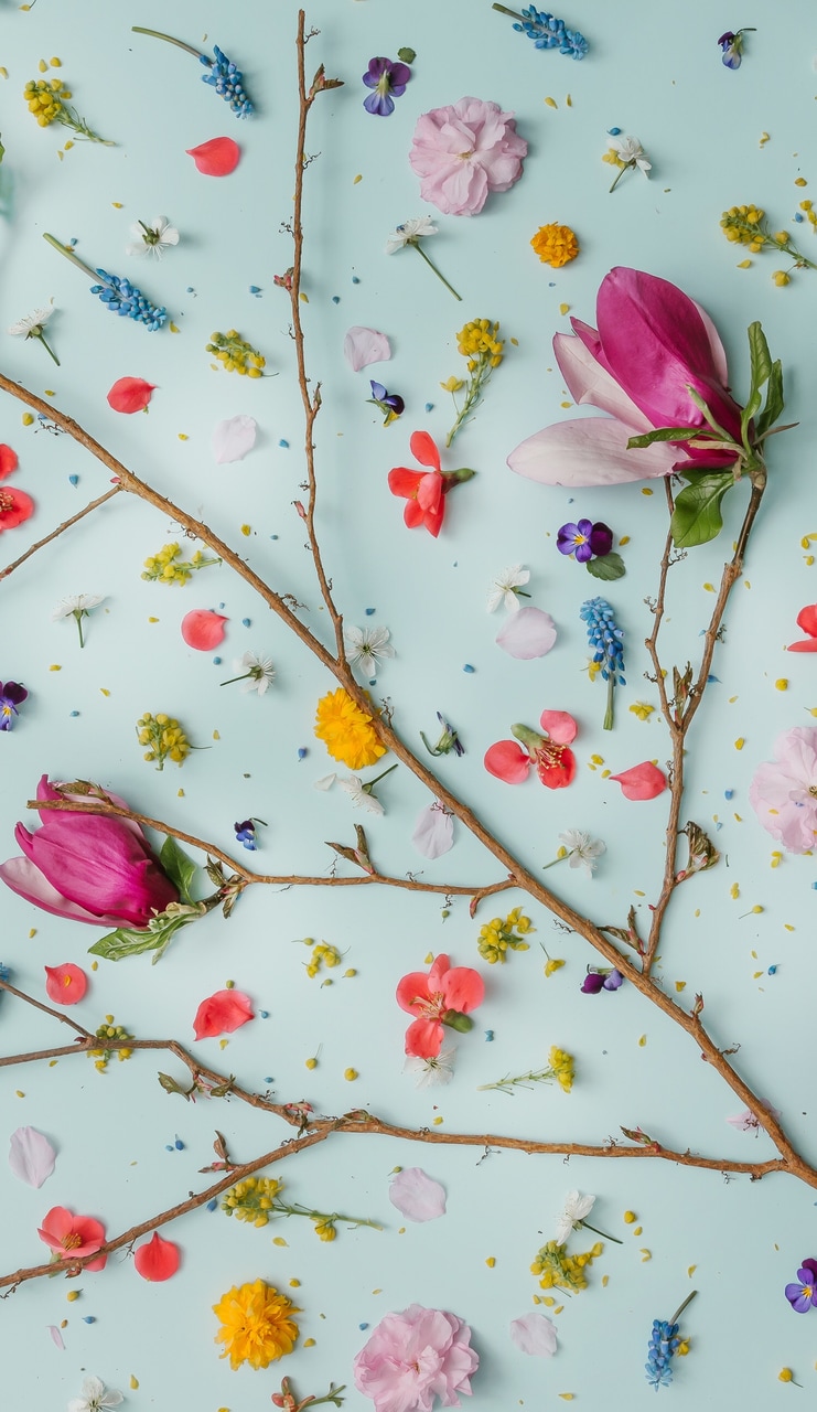 fondos de pantalla femeninos,rosado,pétalo,planta,flor,textil