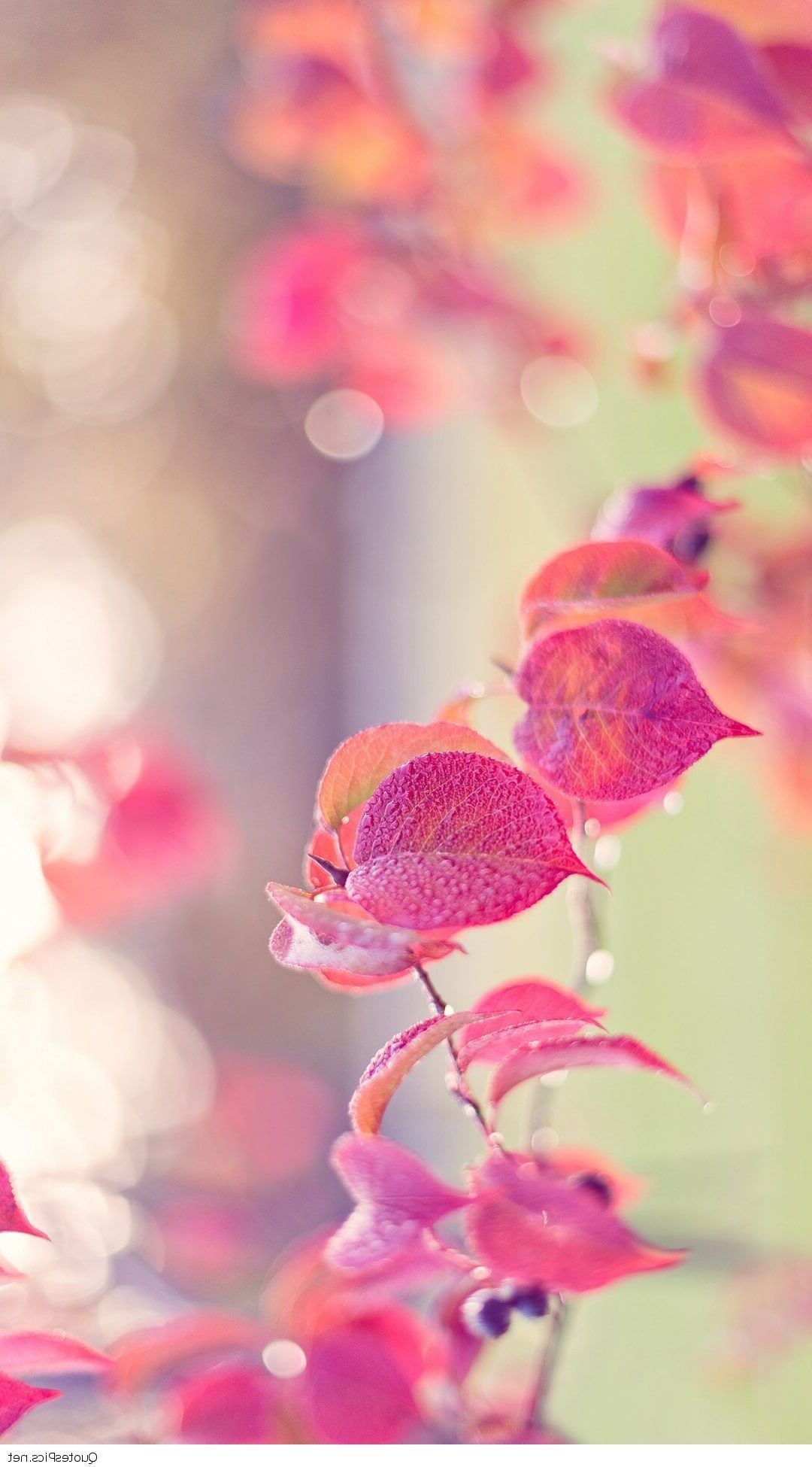 girly wallpapers,pink,red,leaf,flower,branch
