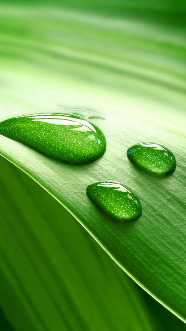 wallpaper download,green,water,leaf,dew,drop