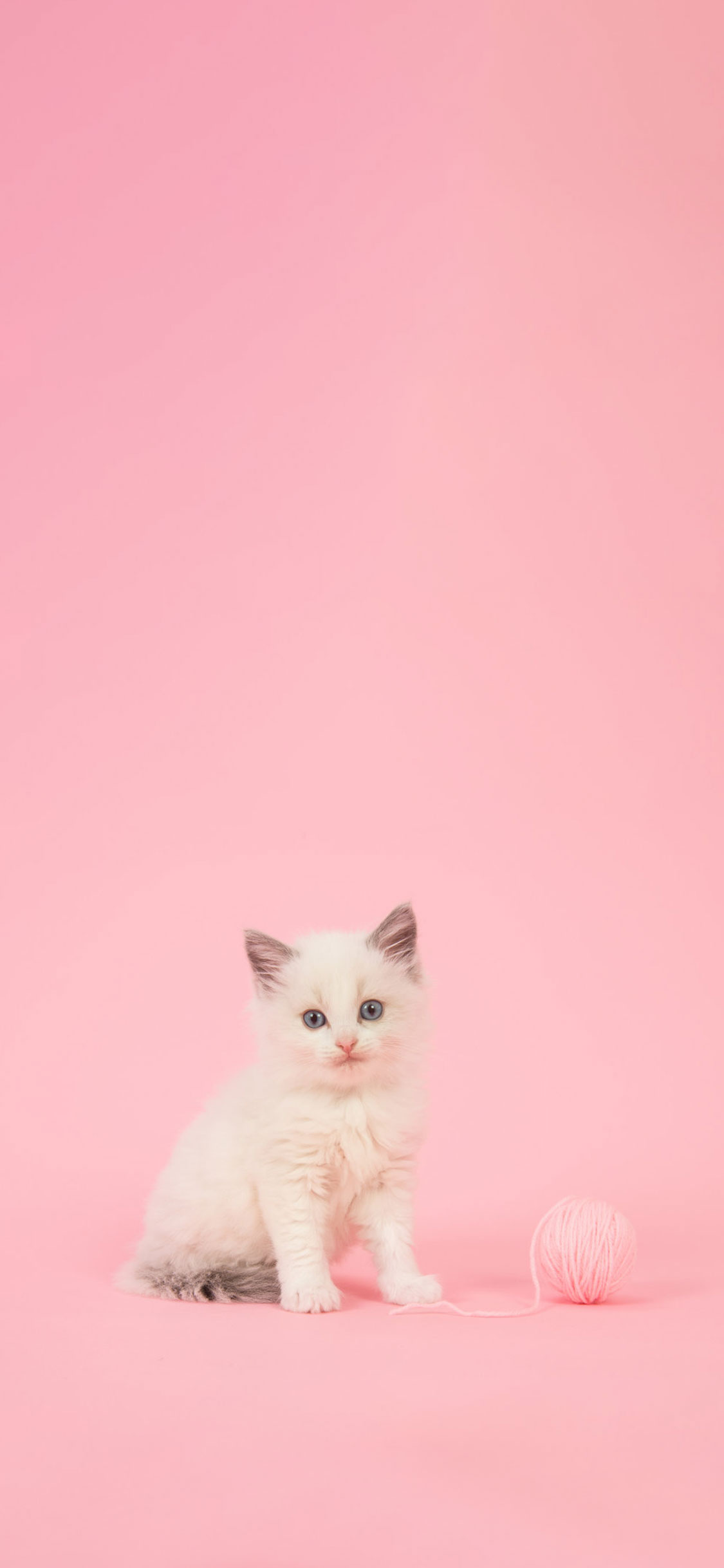 sfondi girly,gatto,felidae,gatti di piccola e media taglia,bianca,rosa