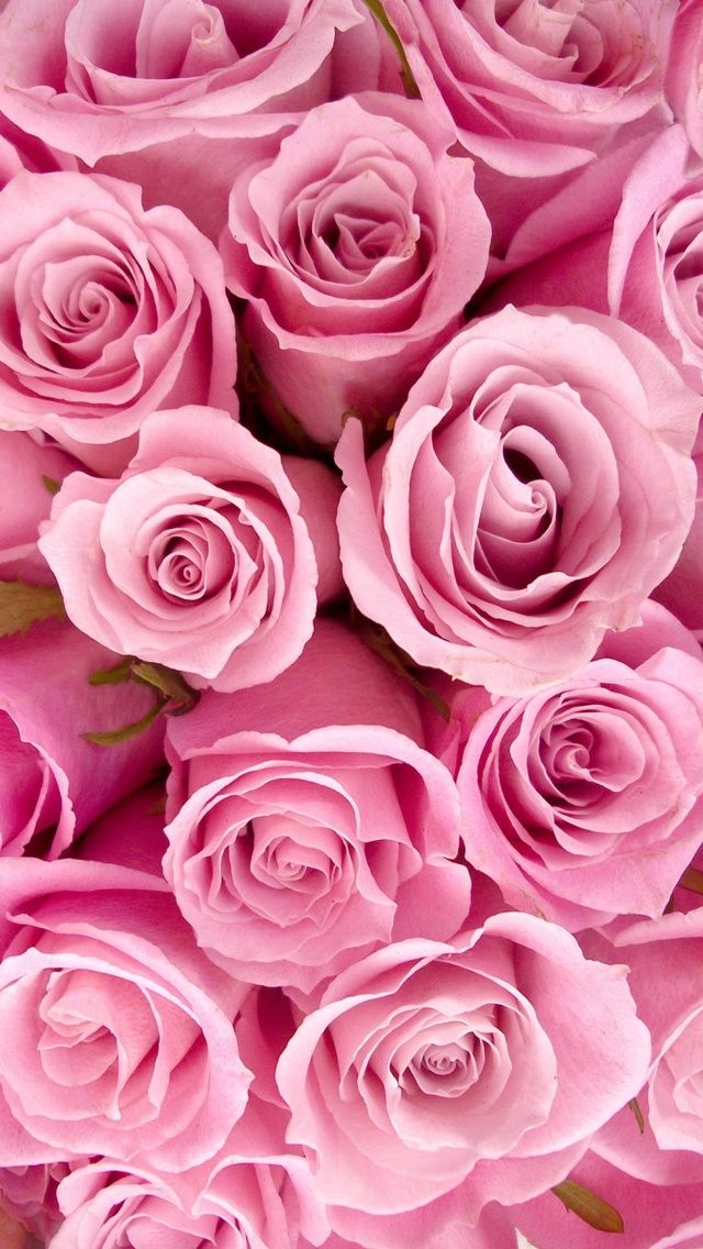 fondos de pantalla femeninos,flor,rosas de jardín,rosa,rosado,pétalo
