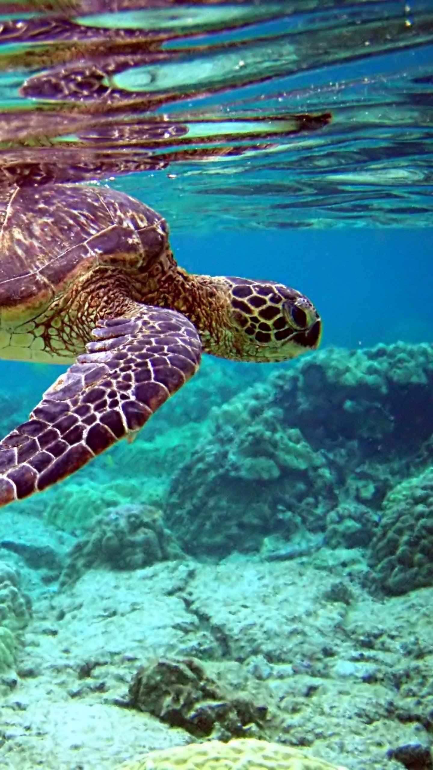 wallpapers and backgrounds,sea turtle,hawksbill sea turtle,olive ridley sea turtle,green sea turtle,turtle
