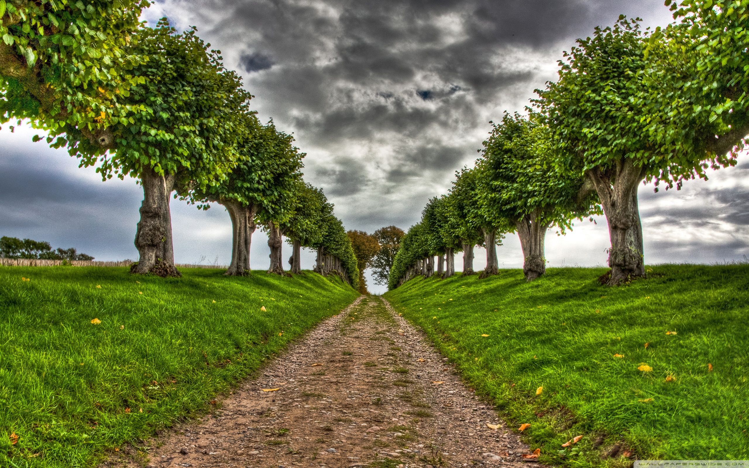 fonds d'écran et arrière plans,paysage naturel,la nature,arbre,vert,herbe