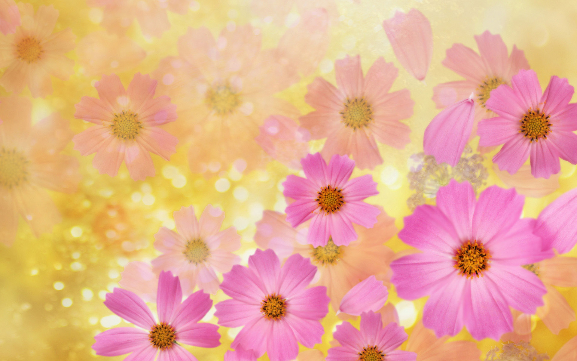 배경 화면 및 배경,분홍,꽃,꽃잎,식물,꽃 무늬 디자인