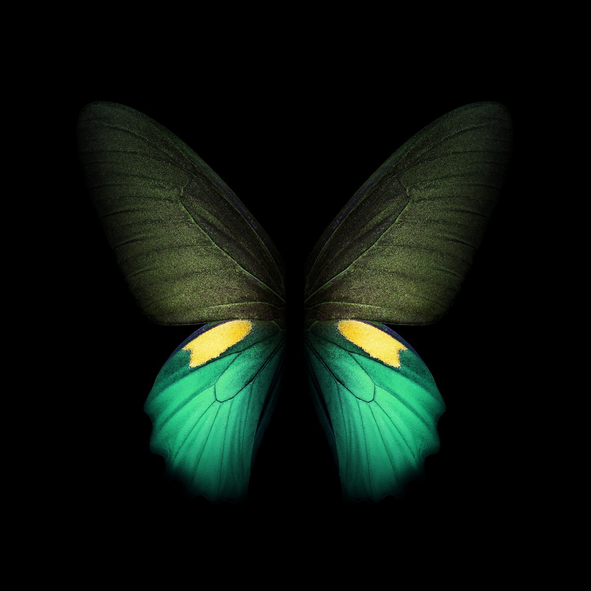라이브 배경 화면,나비,나방과 나비,곤충,날개,대칭