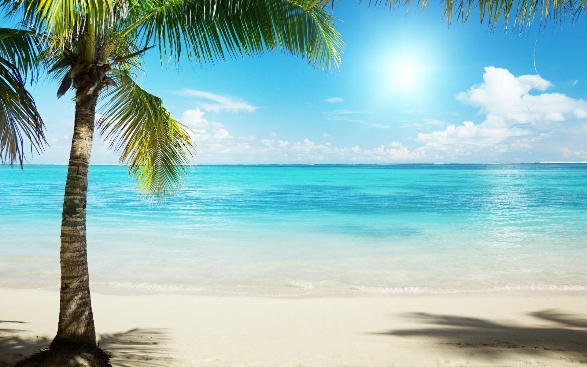 sfondo,albero,cielo,natura,palma,caraibico
