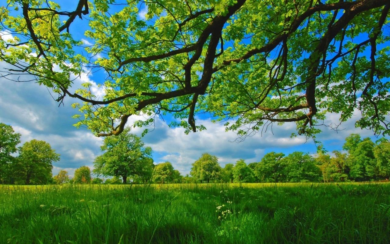 hintergrundbild,natürliche landschaft,natur,baum,grün,himmel