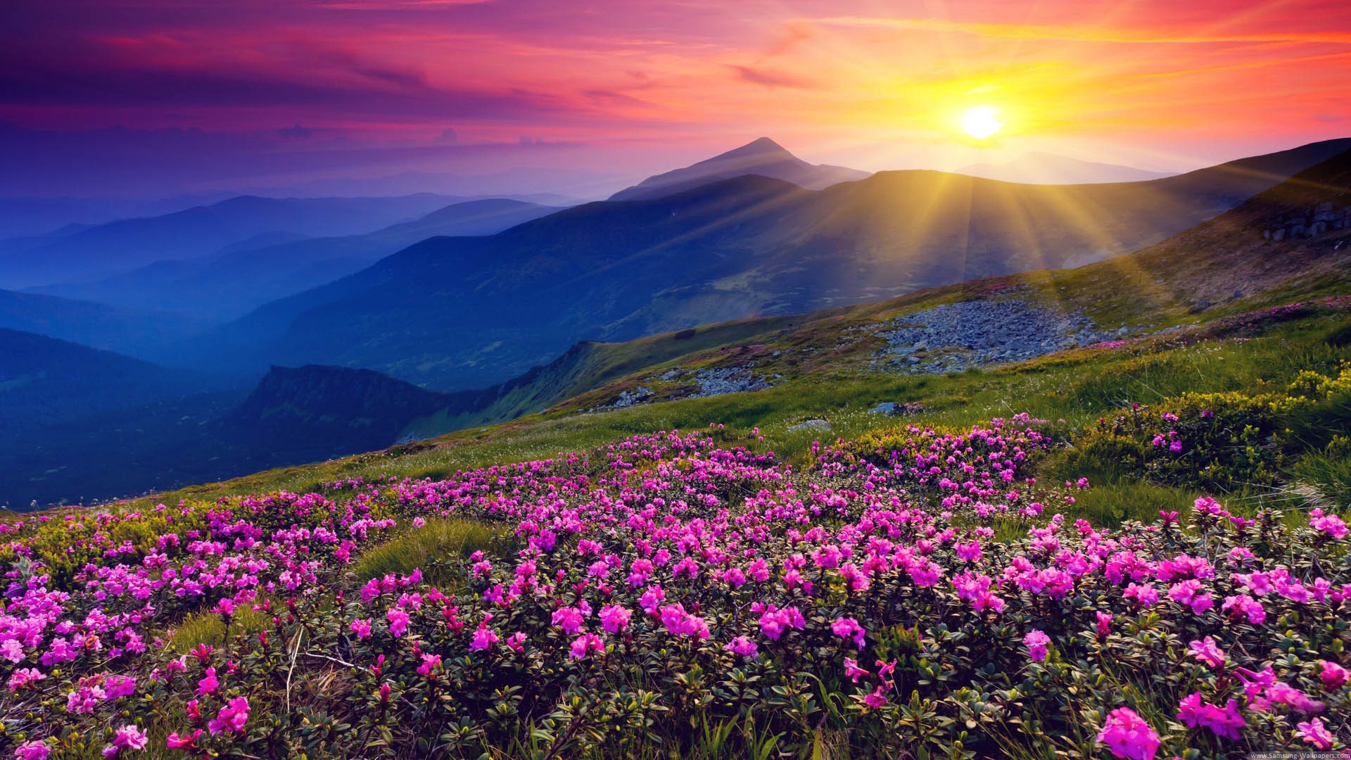 背景の壁紙,自然の風景,自然,空,花,山