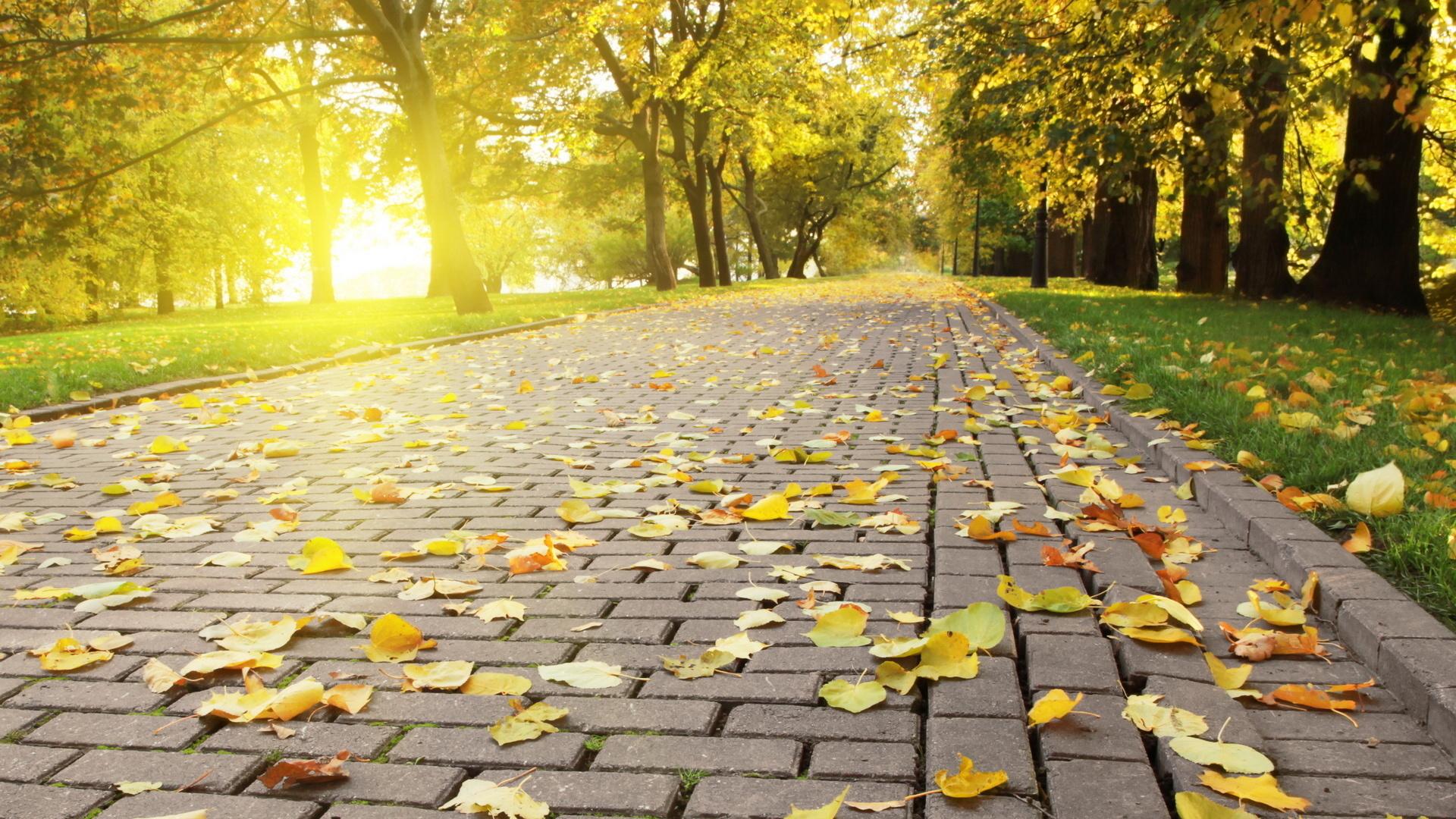 hintergrundbild,gelb,natürliche landschaft,blatt,herbst,baum