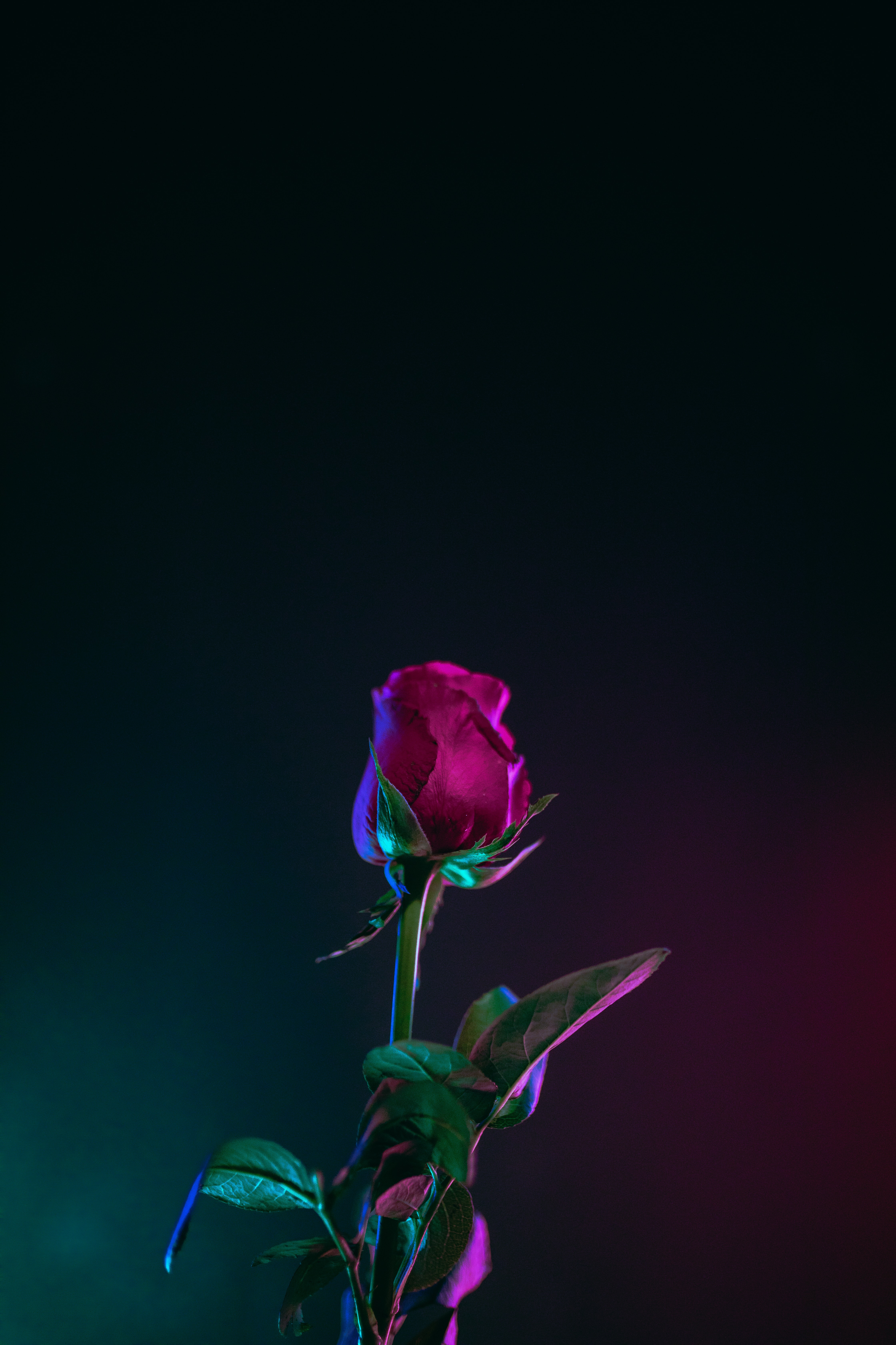 wallpaper photo,blue,pink,flower,red,petal