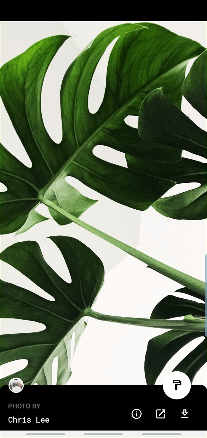 fondo de pantalla de android,monstera deliciosa,hoja,planta,verde,flor