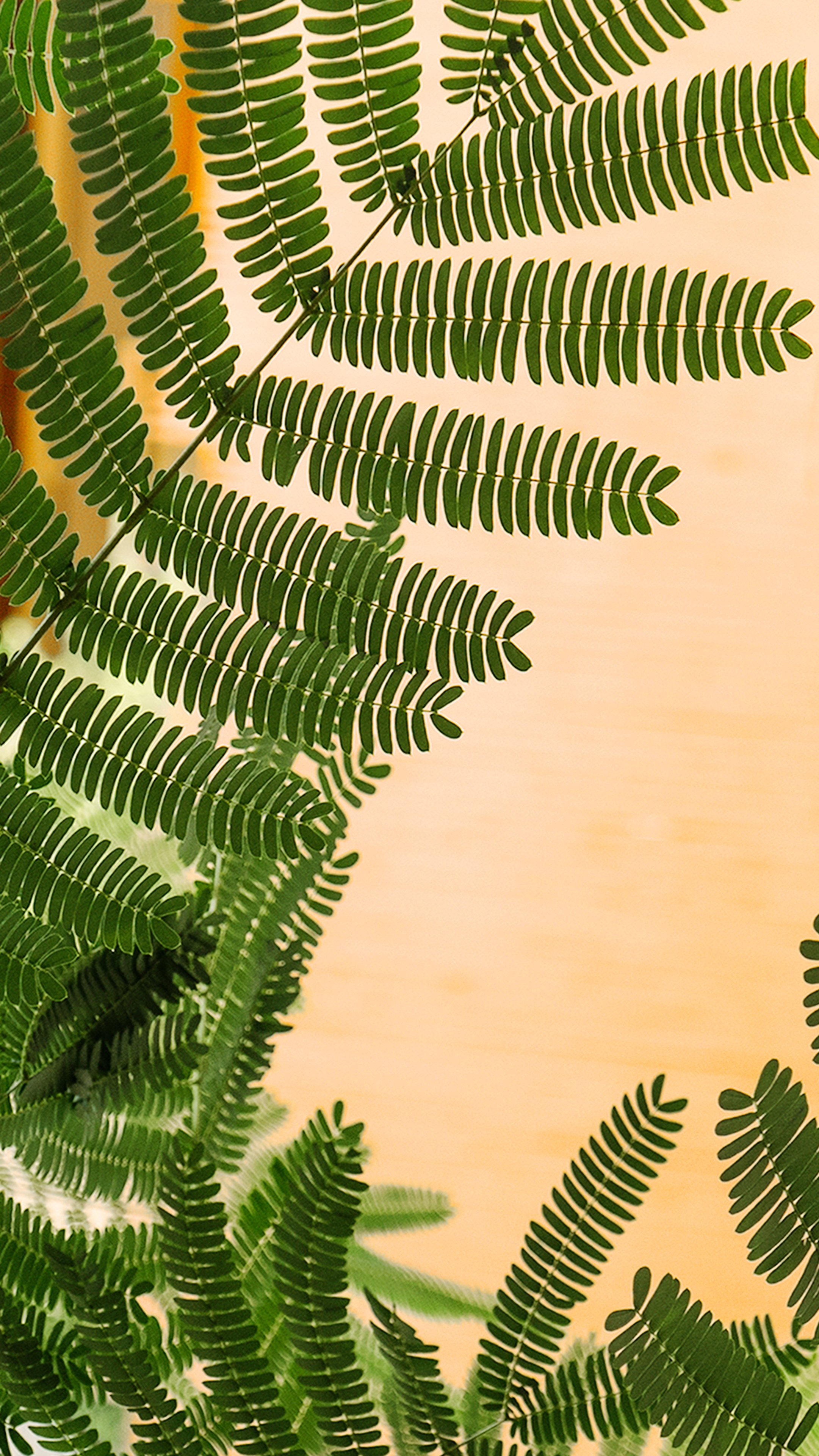wallpaper for phone,vegetation,terrestrial plant,leaf,plant,green