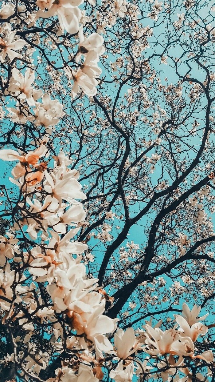 hintergrundbild für telefon,baum,türkis,blühen,frühling,blaugrün