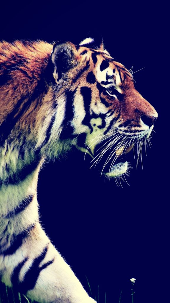 new wallpaper,vertebrate,bengal tiger,tiger,wildlife,mammal