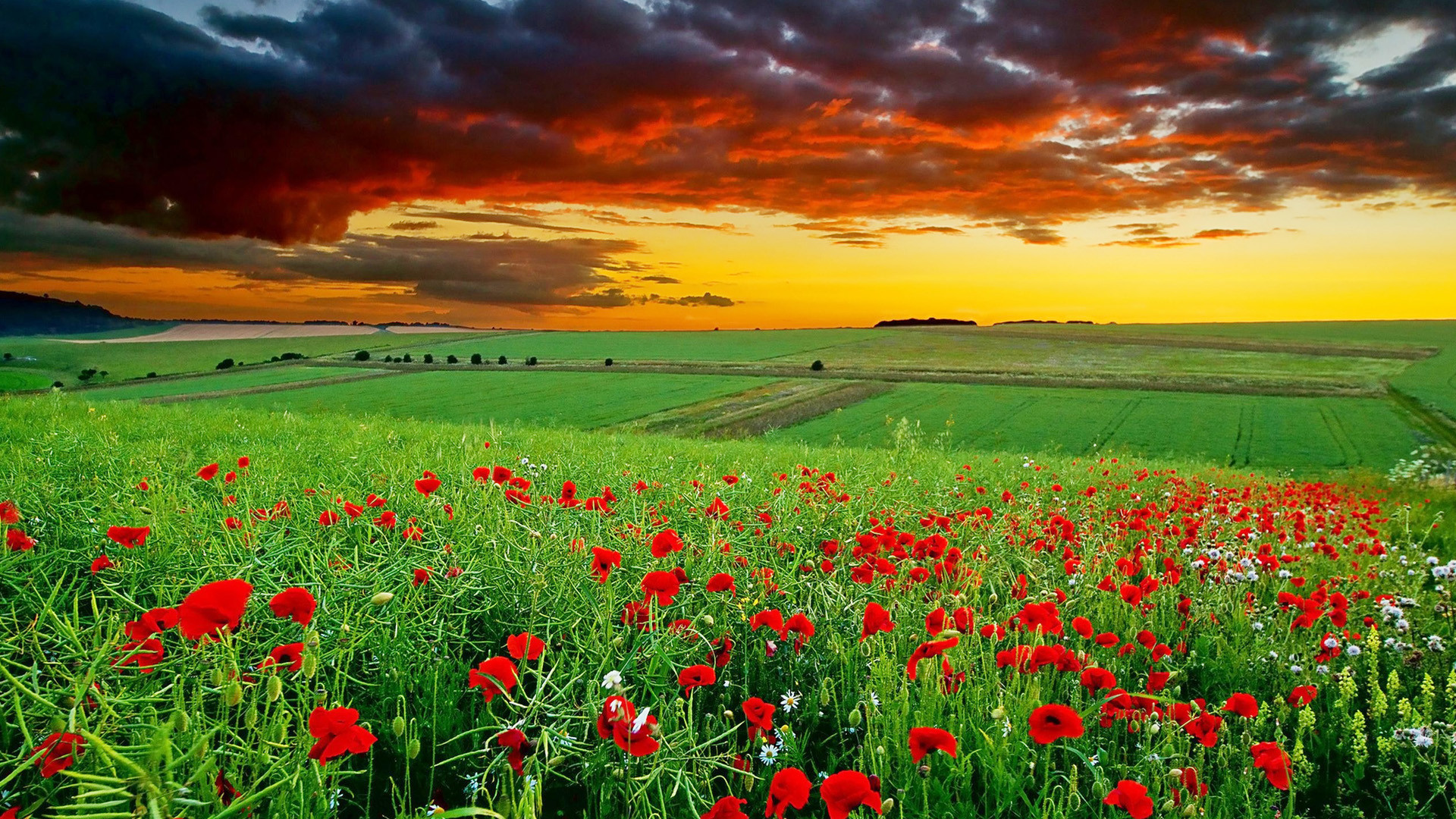 nature wallpaper,natural landscape,sky,field,nature,meadow