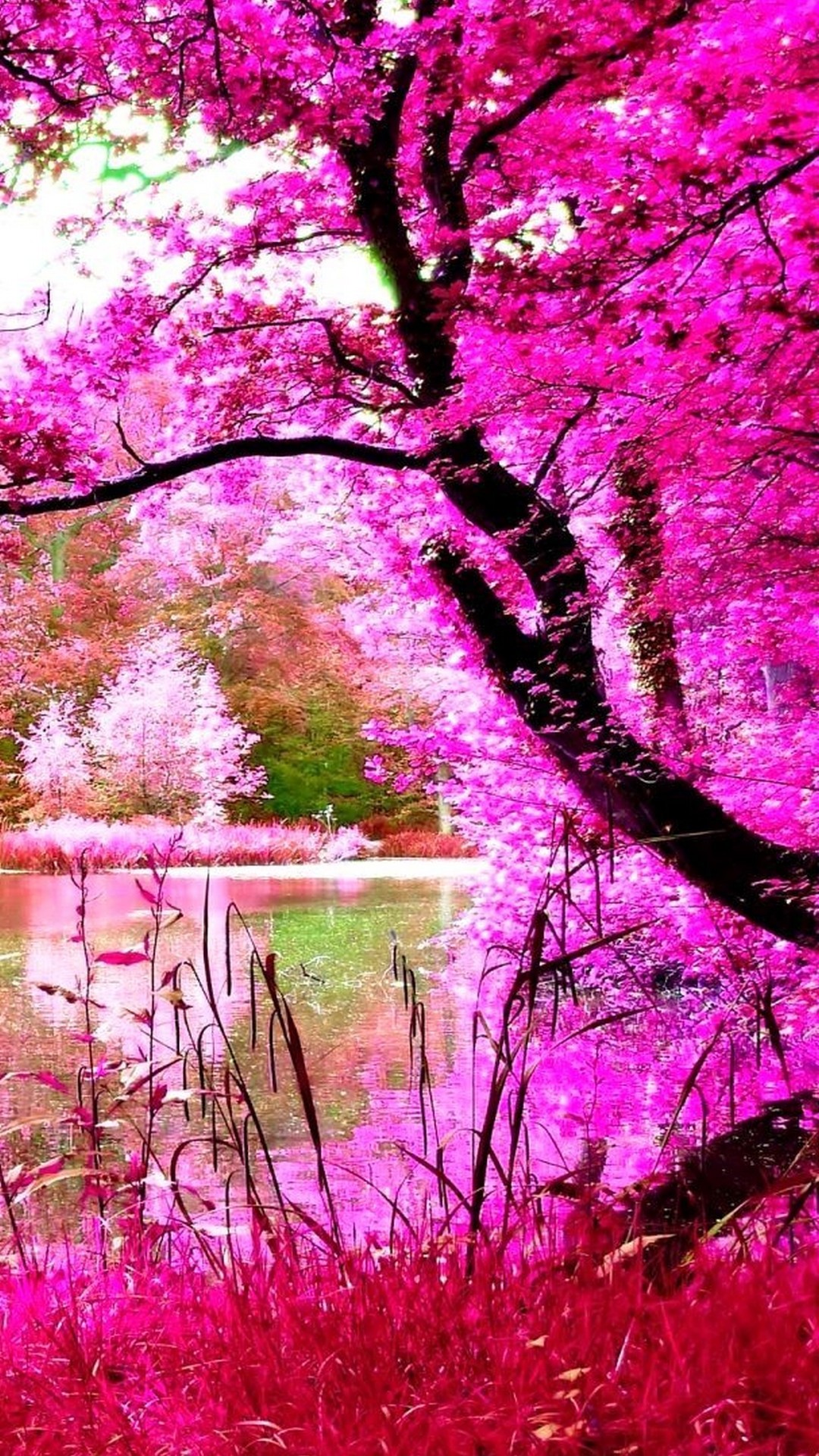 nature wallpaper,nature,pink,natural landscape,tree,branch