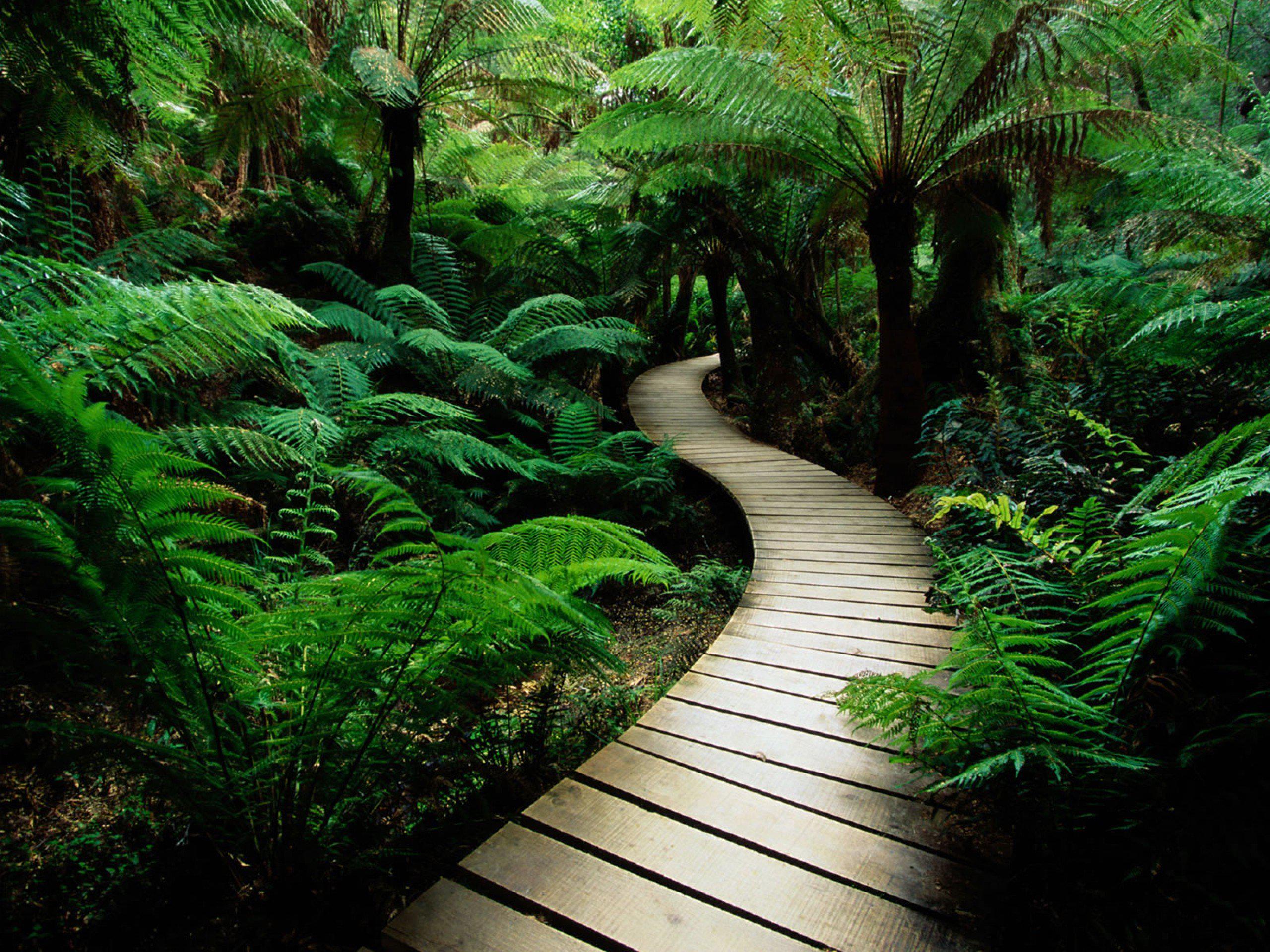 fond d'écran nature,paysage naturel,la nature,forêt,vert,forêt tropicale