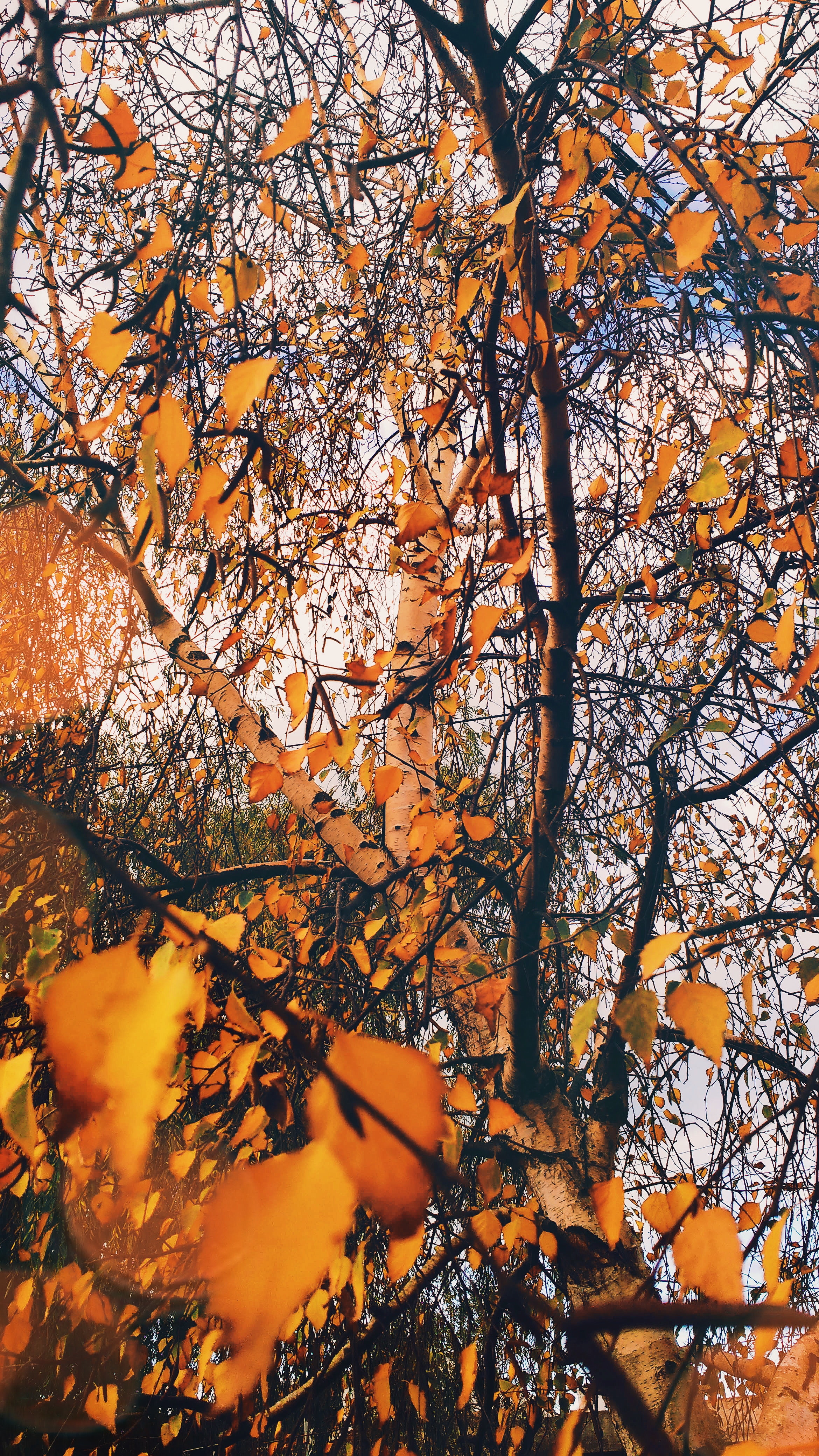 carta da parati natura,albero,natura,foglia,autunno,arancia