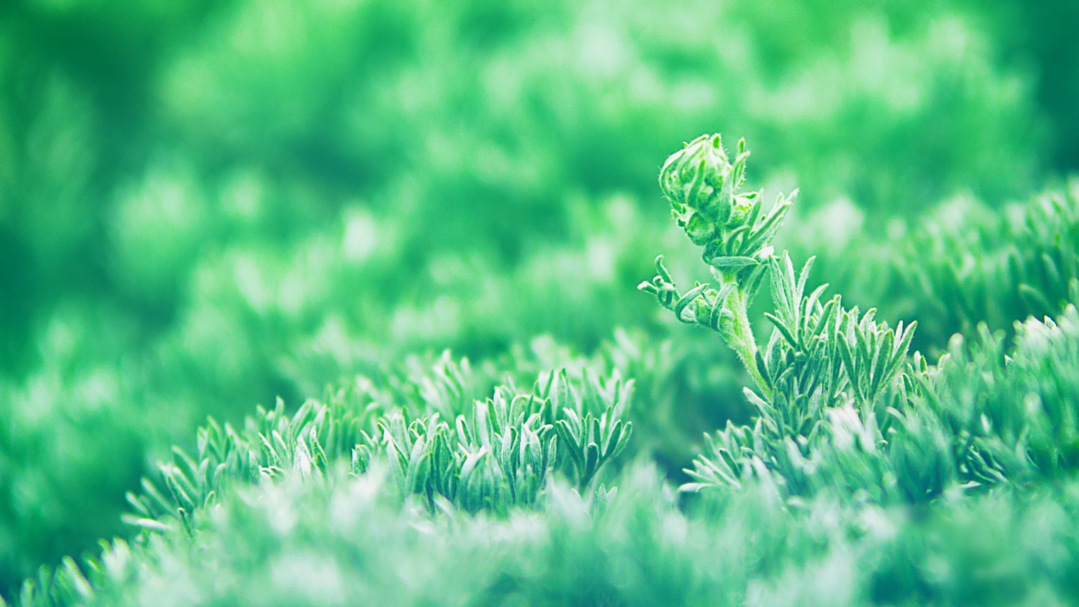 natur tapete,grün,natur,gras,natürliche landschaft,blatt