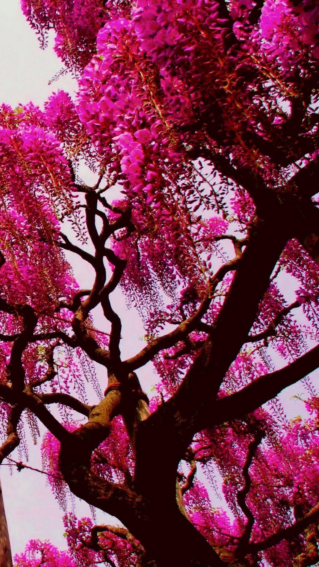 nature wallpaper,tree,pink,spring,plant,branch