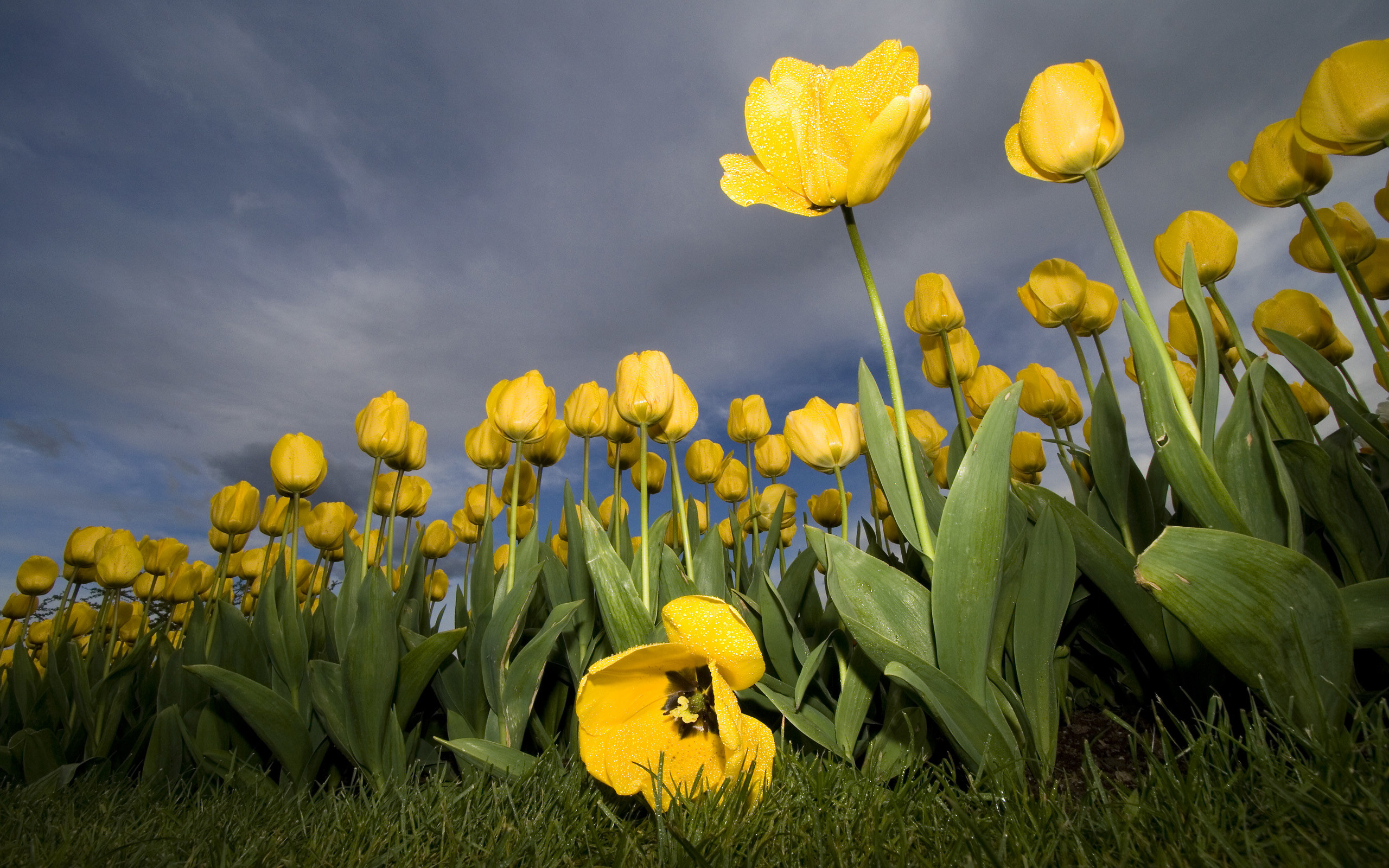 nature wallpaper,flower,yellow,plant,tulip,spring