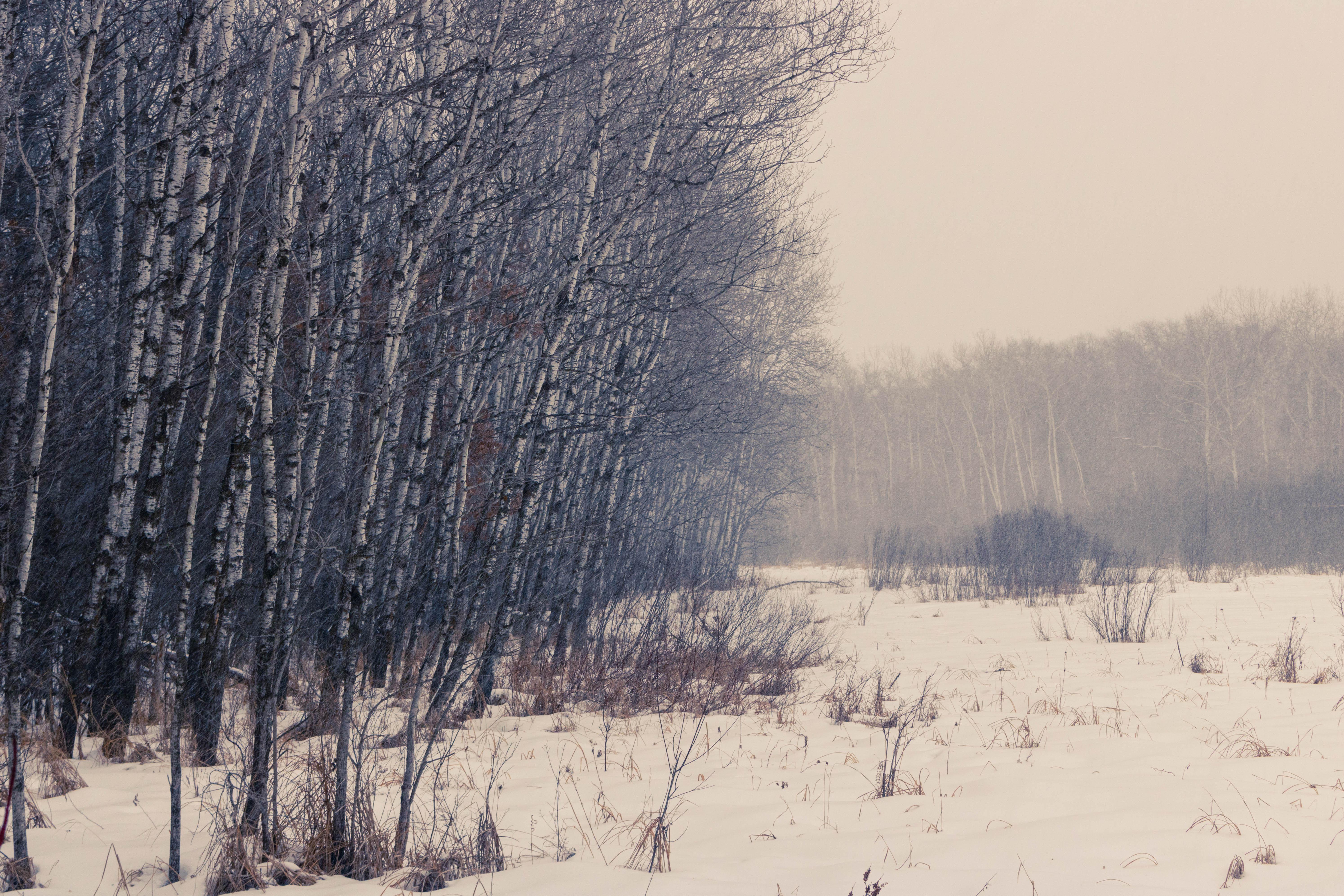 carta da parati natura,neve,inverno,albero,congelamento,paesaggio naturale