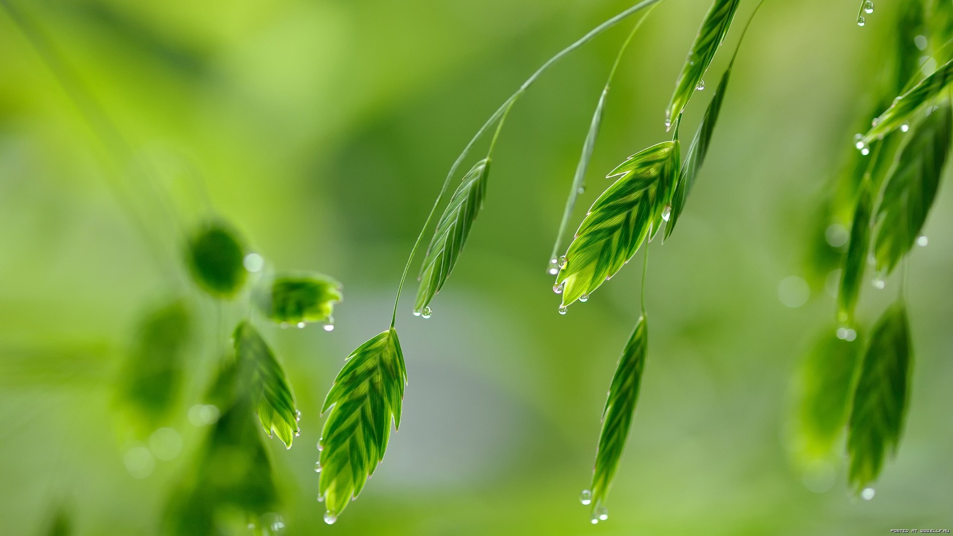 nature wallpaper,green,leaf,water,nature,dew