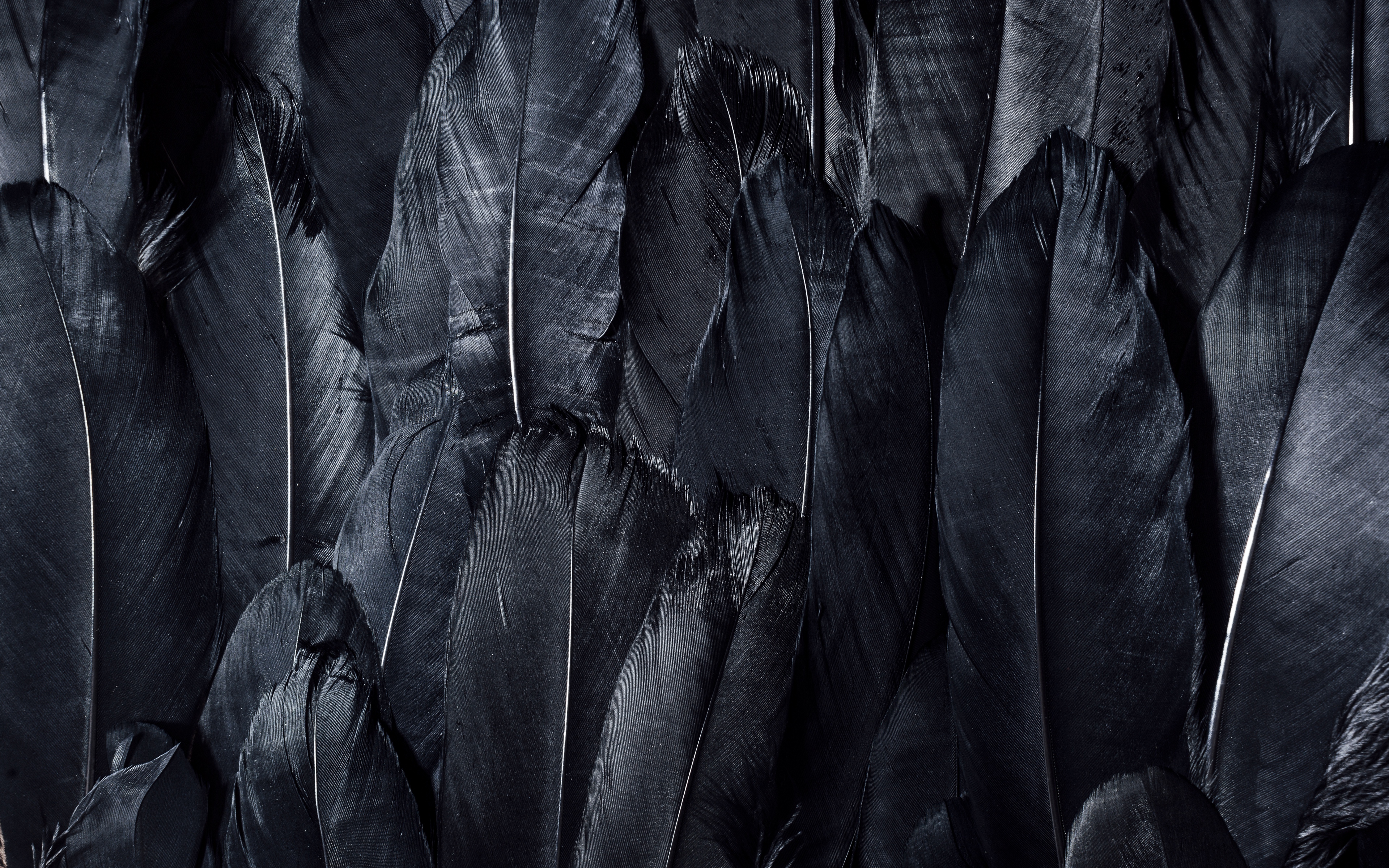 papier peint noir,noir,noir et blanc,photographie monochrome,ténèbres,arbre
