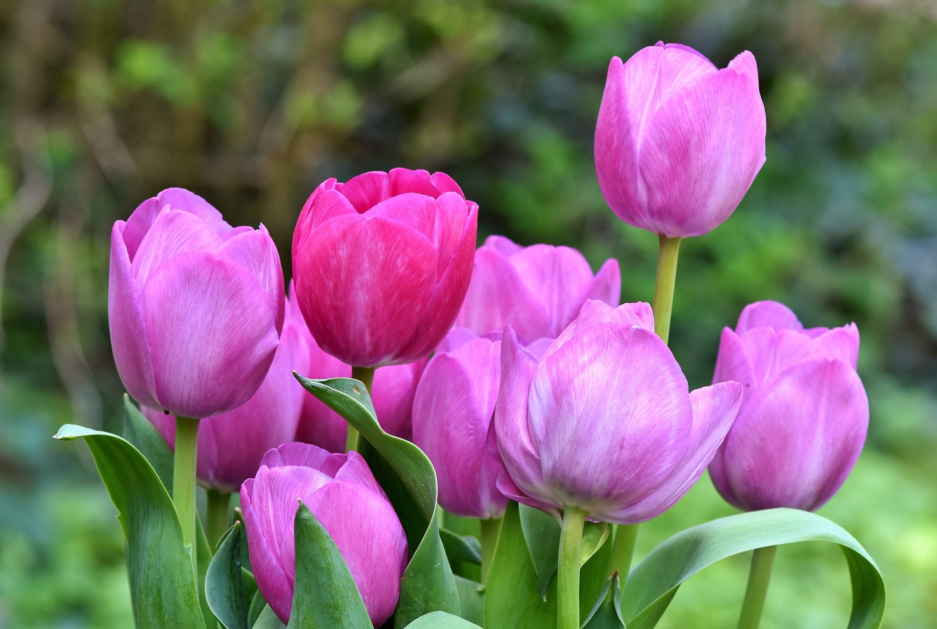 tapeten kostenlos,blume,blühende pflanze,blütenblatt,rosa,tulpe
