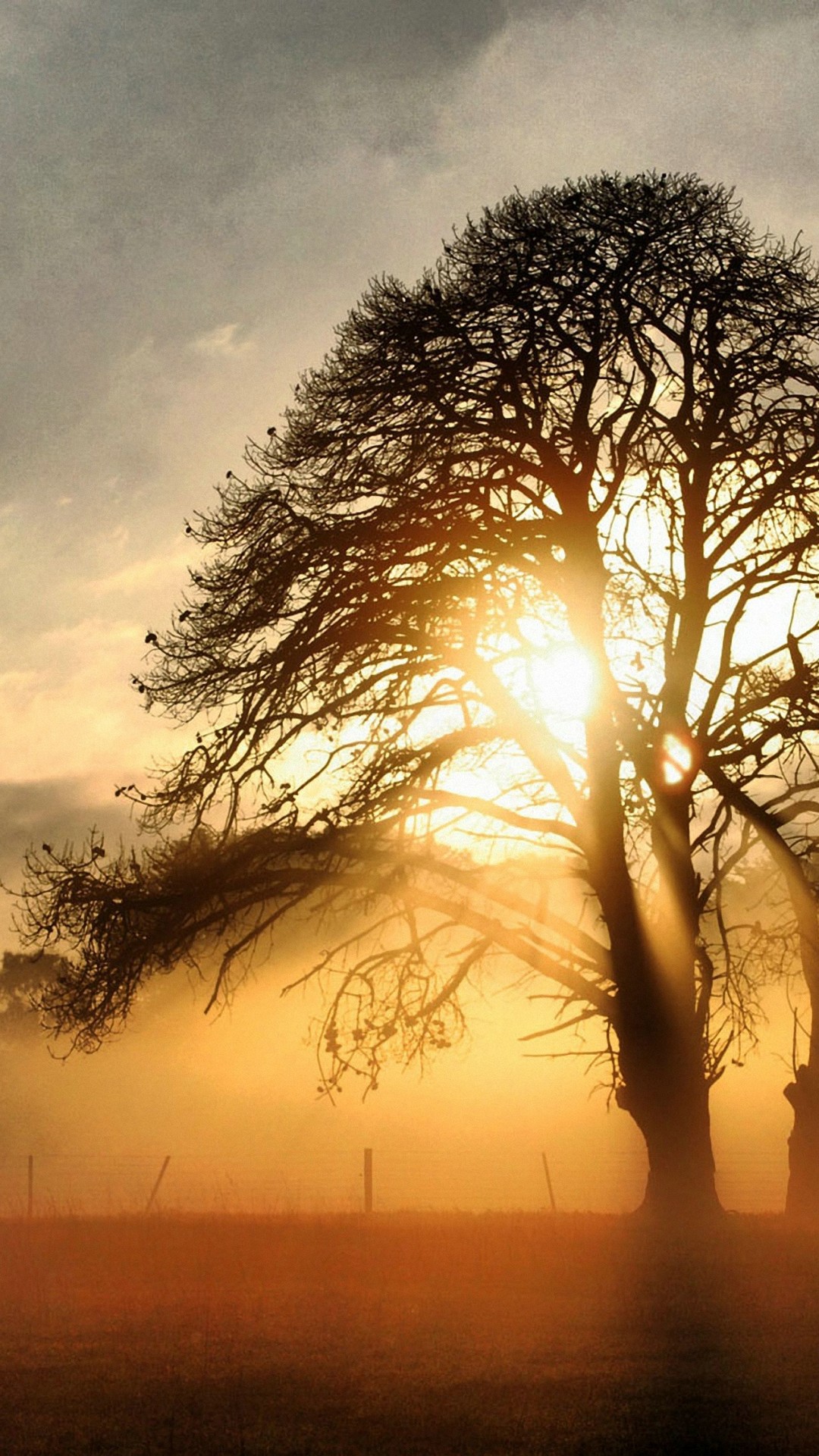 beste tapeten,natürliche landschaft,natur,himmel,baum,morgen