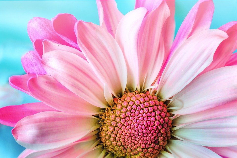 fonds d'écran gratuits,fleur,plante à fleurs,pétale,marguerite de barberton,rose