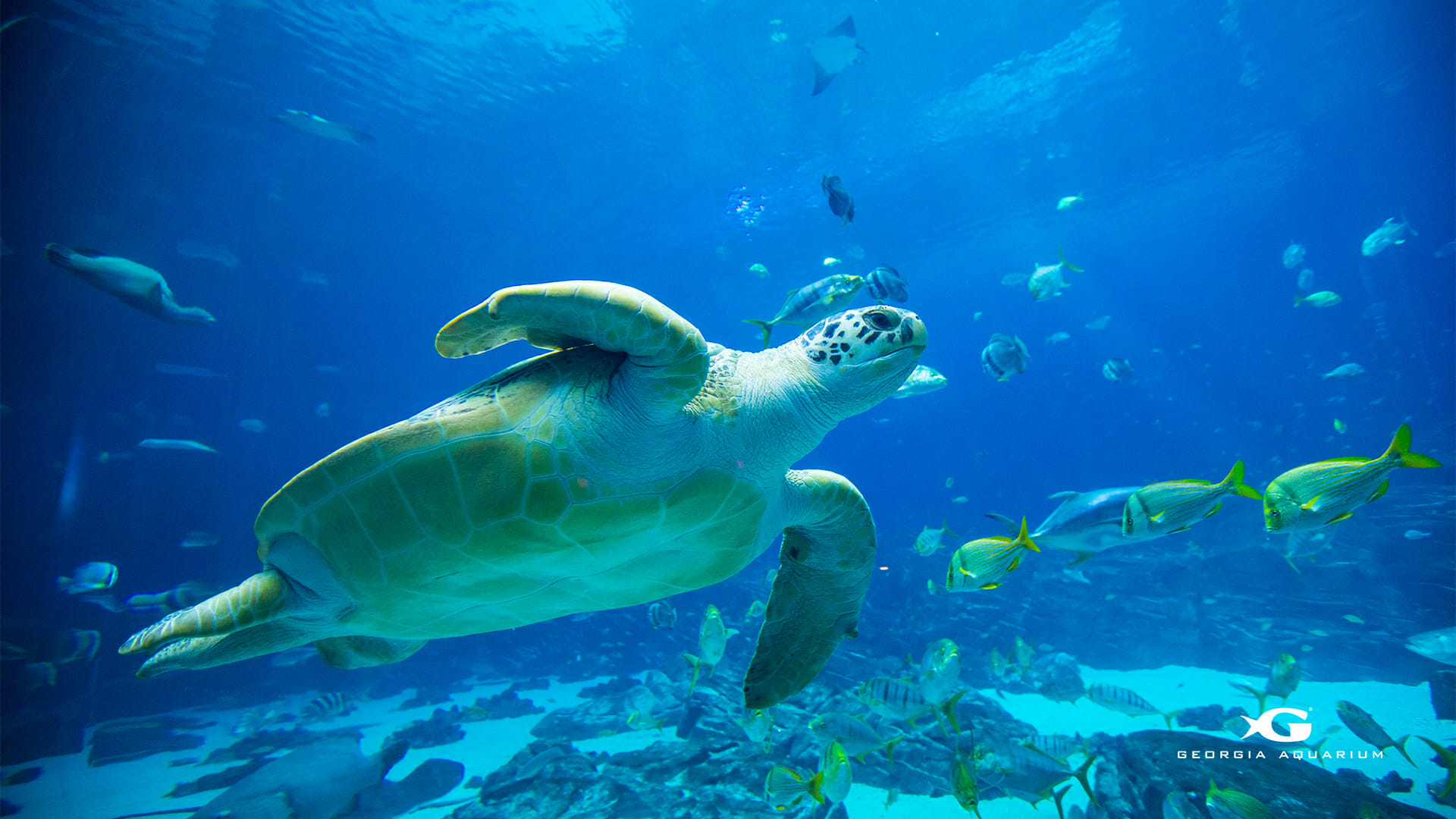 fond d'écran du bureau,tortue de mer,tortue verte,tortue,tortue caouanne,sous marin