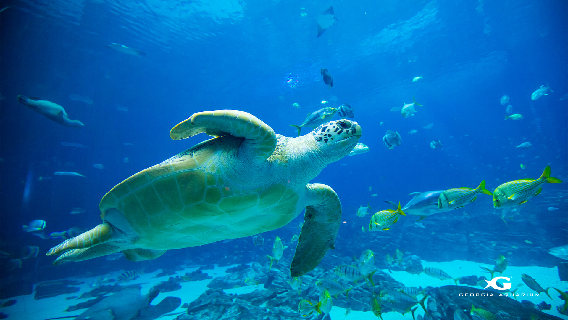 デスクトップの壁紙,ウミガメ,アオウミガメ,カメ,アカウミガメ,水中