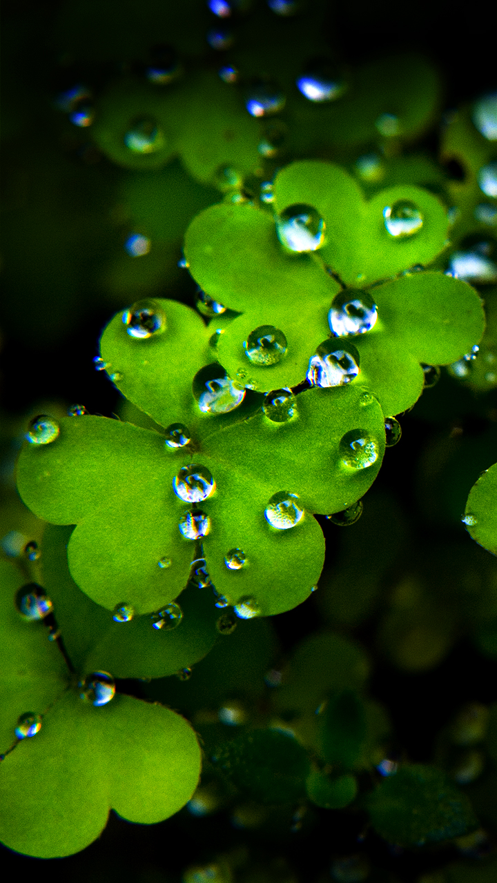 fondo de pantalla para móviles,rocío,verde,humedad,agua,hoja