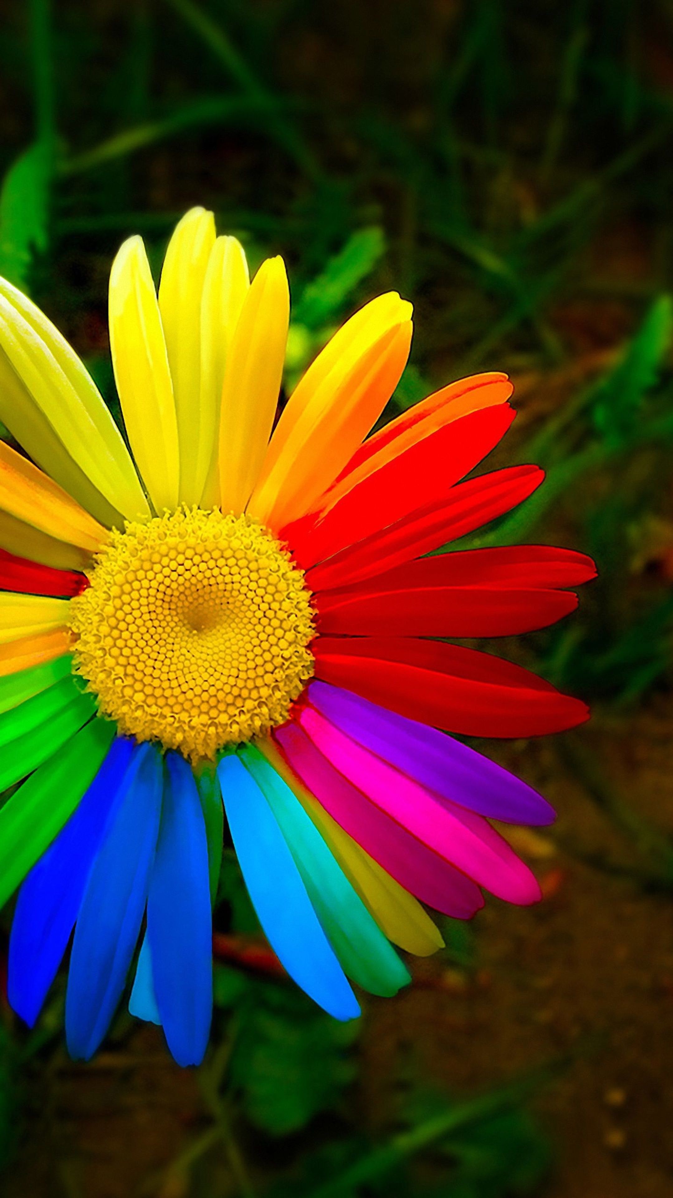 fond d'écran pour mobile,marguerite de barberton,fleur,pétale,la nature,gerbera