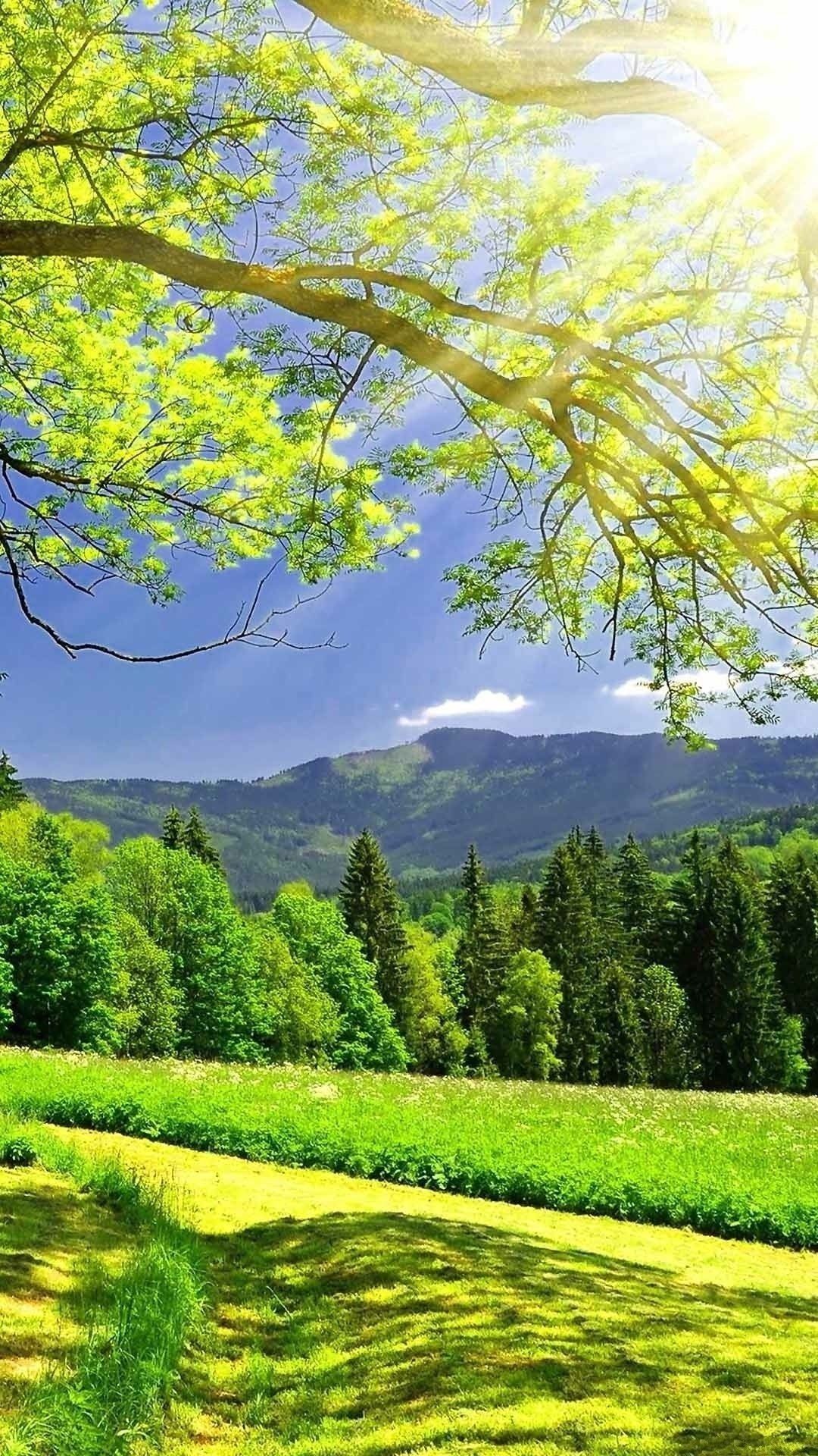 モバイル用壁紙,自然の風景,自然,緑,木,空