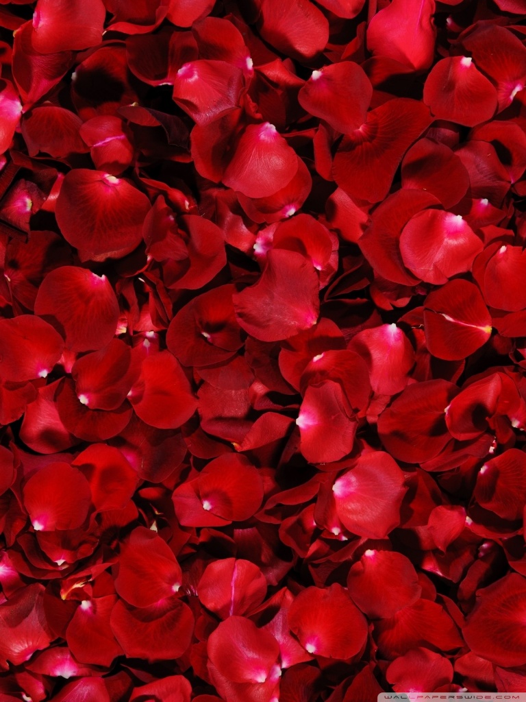 fondo de pantalla para móviles,rojo,rosado,pétalo,corazón,planta