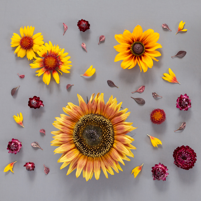 desktop wallpaper,flower,sunflower,yellow,orange,petal