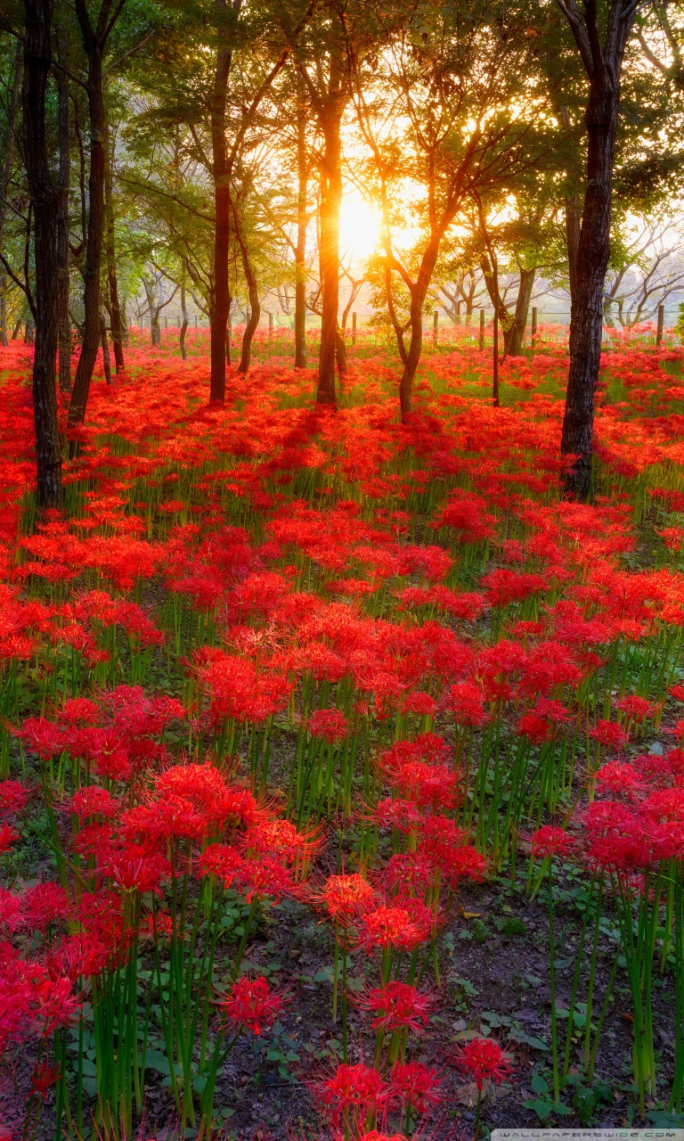 美しい壁紙,開花植物,自然の風景,自然,工場,花