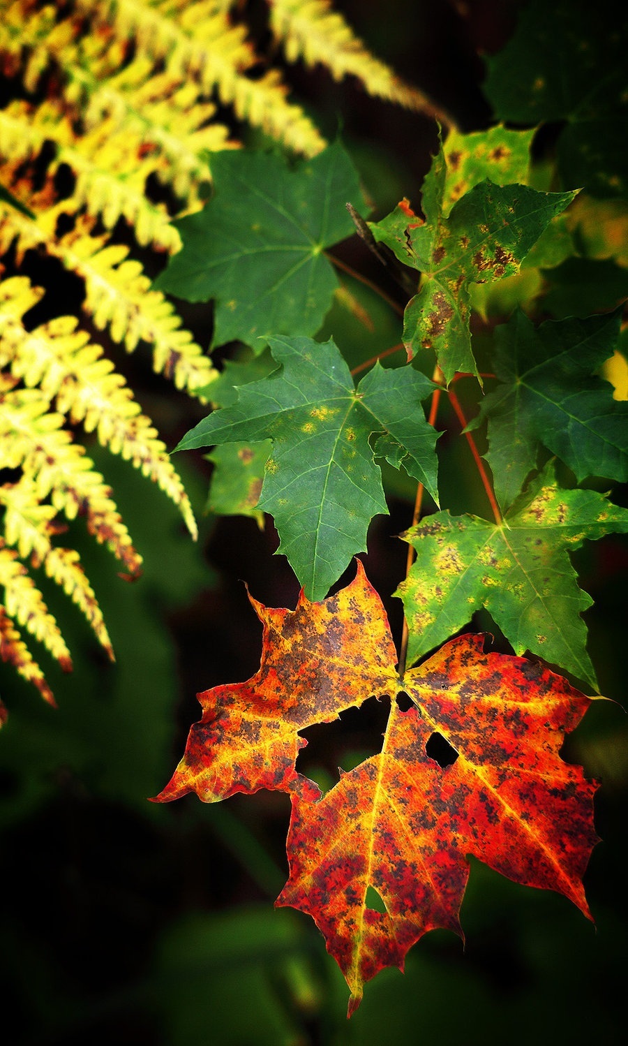 wallpaper for mobile,leaf,tree,plant,black maple,maple leaf