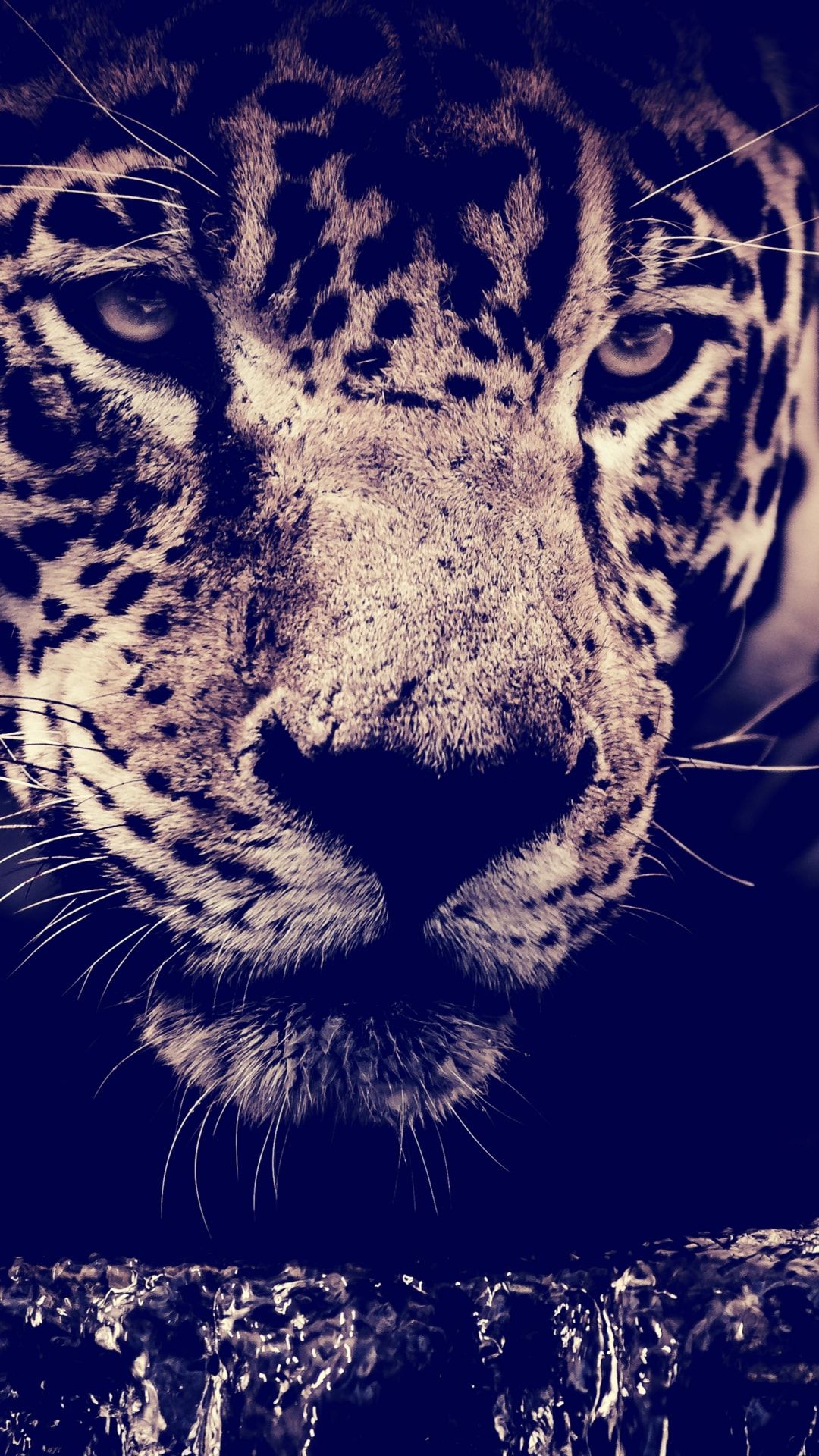 fond d'écran pour mobile,félidés,faune,jaguar,léopard des neiges,moustaches