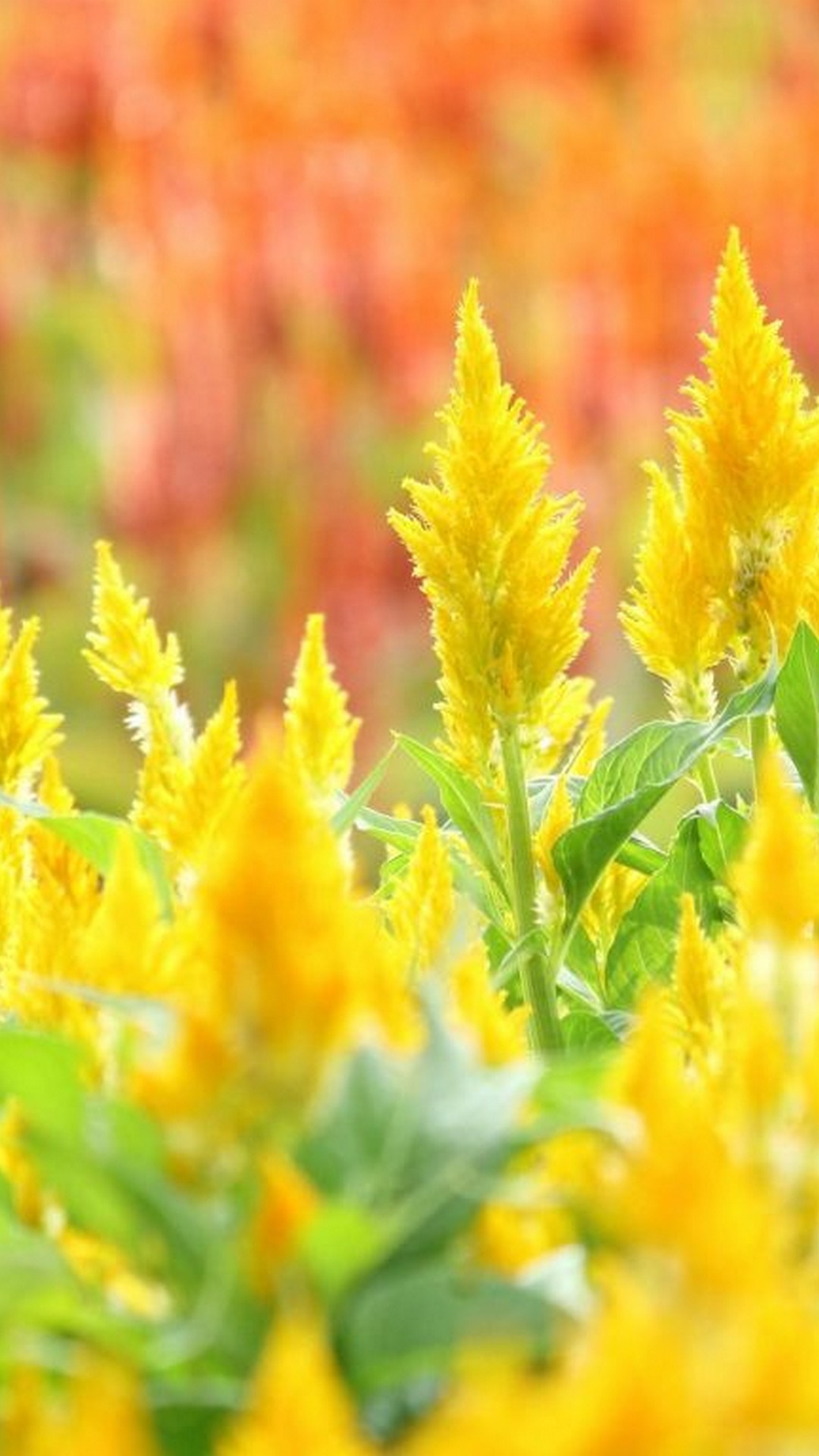 bellissimi sfondi,fiore,pianta,pianta fiorita,giallo,piume del principe di galles